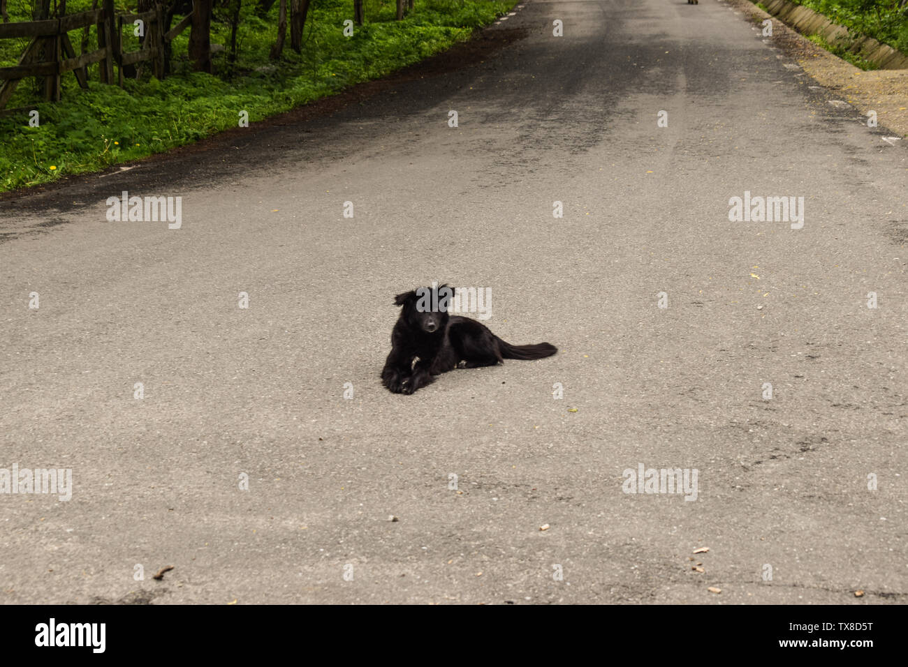 Black dog sitter su strada asfaltata in attesa di un'auto per ucciderlo. Cane suicida. Foto Stock