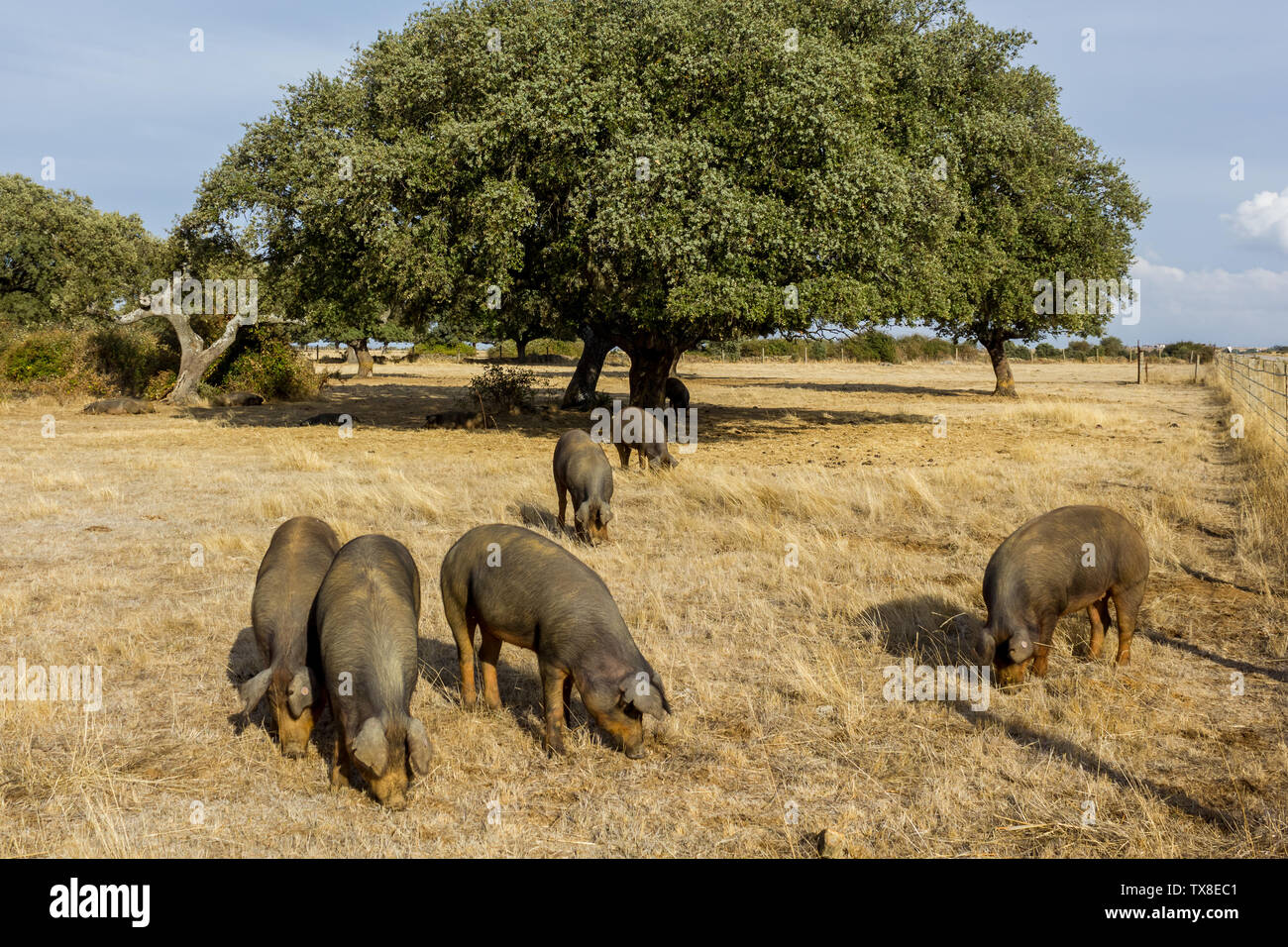 Nero i suini di razza iberica crescere liberamente in una rada foresta di lecci in una regione spagnola vicino Portogallo Foto Stock