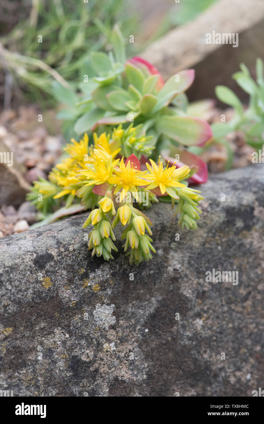 Echeveria fioritura in un trogolo di pietra Foto Stock