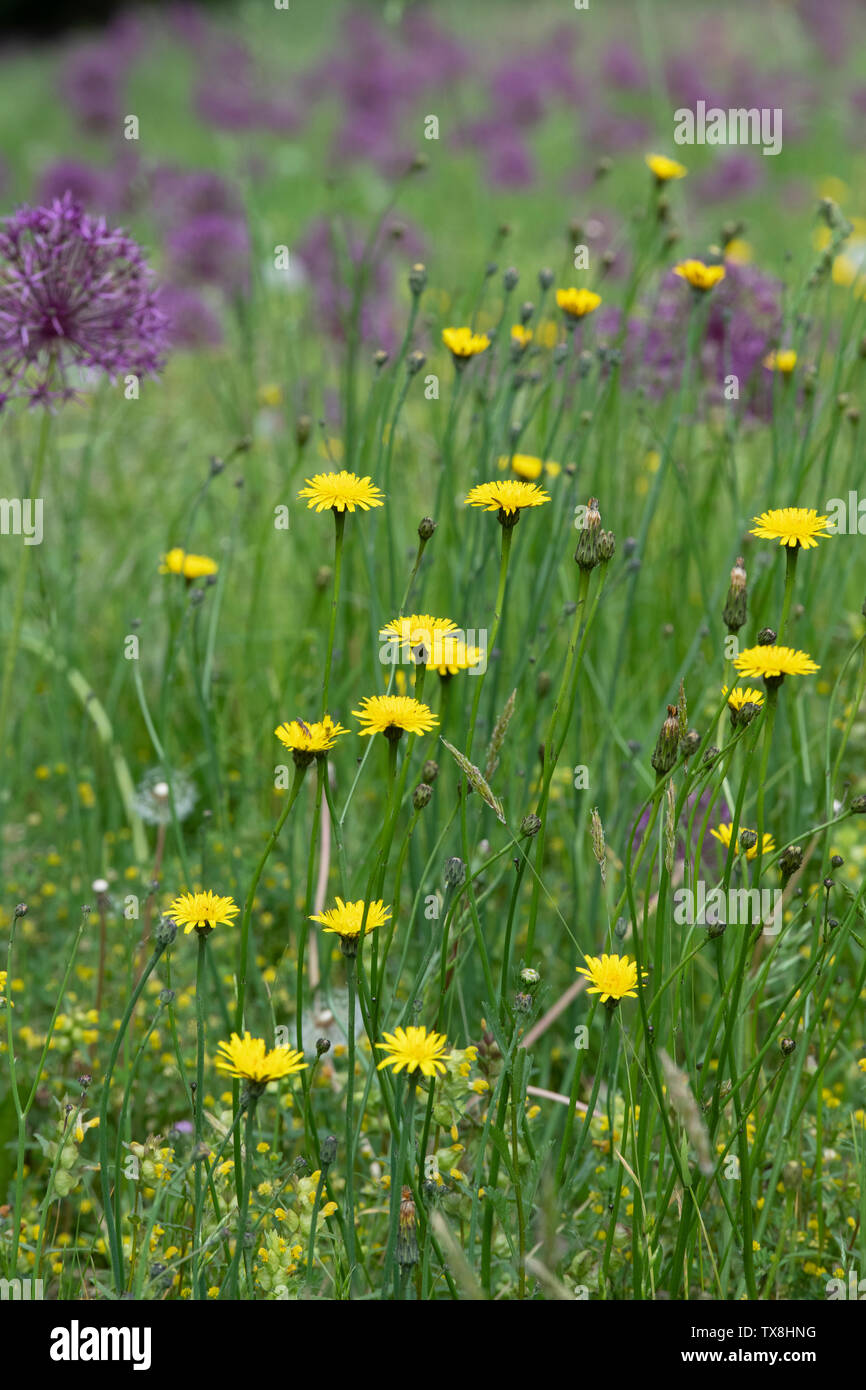 Tarassaco e alliums in un prato di RHS Wisley Gardens, Surrey, Regno Unito Foto Stock