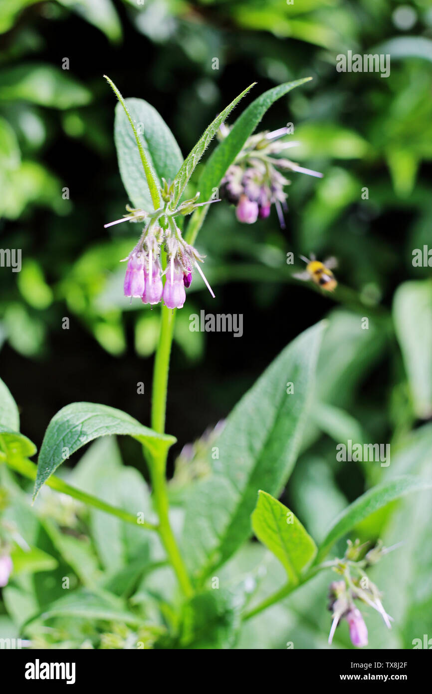 Un impianto di Comfrey sboccia in un giardino Oxfordshire. Foto Stock