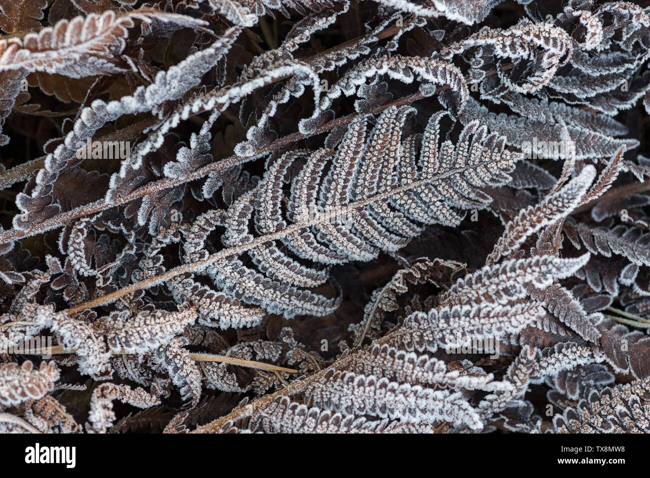 Asciugare le foglie di felce sono coperti di brina mattutina. La bellezza di Natura Foto Stock