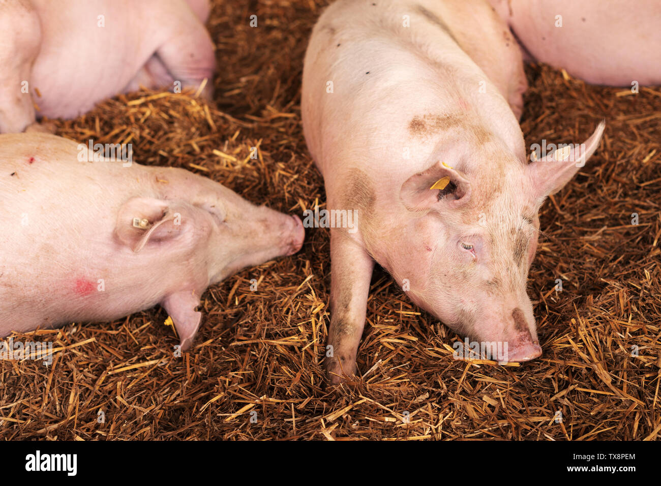 American yorkshire maiali femmina in penna sull allevamento di bestiame Foto Stock