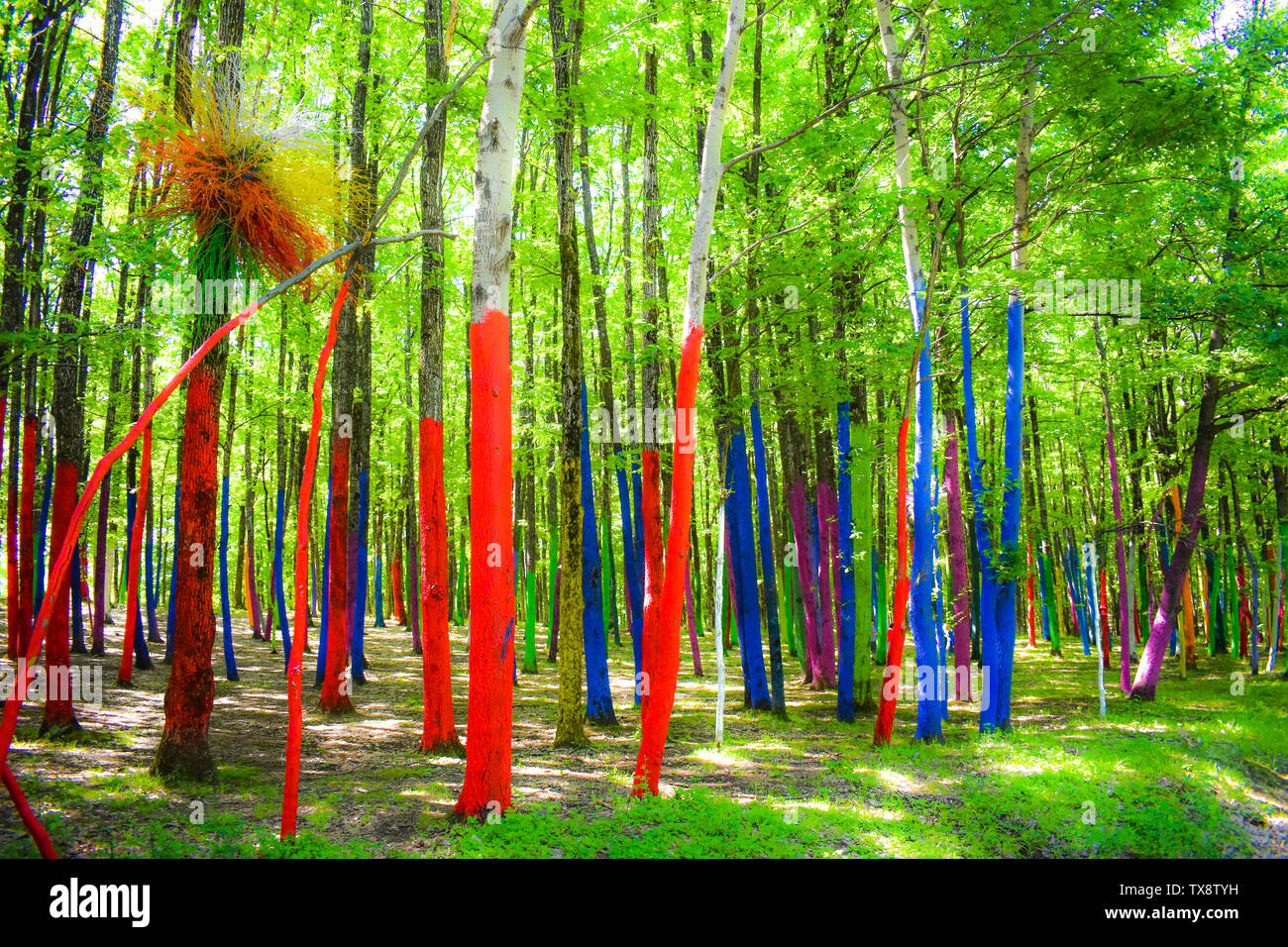 La colorata foresta o Padurea colorata da Poienari Romania. Incredibile tronchi dipinti in colori diversi. Nessuno sarà più in grado di tagliare questi alberi b Foto Stock