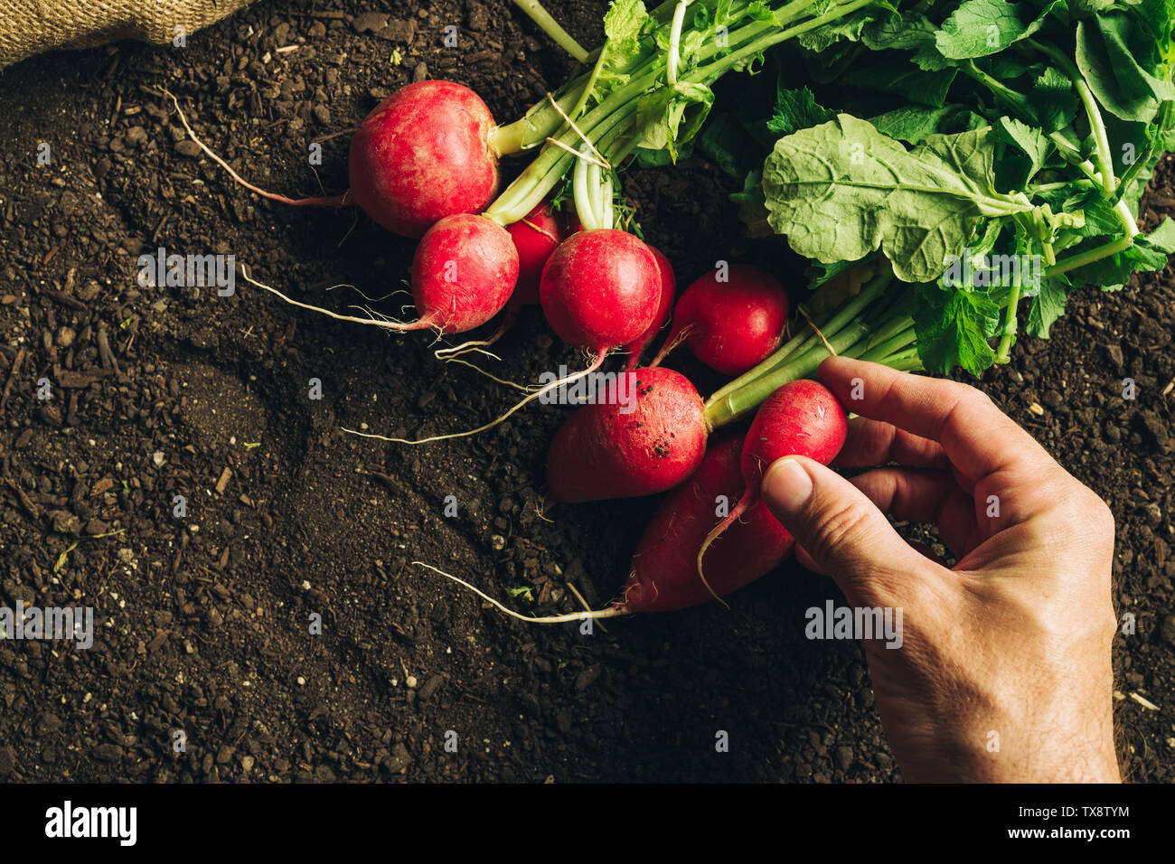 L'agricoltore che detiene raccolte ravanello, stretta di mano con vegetali di radice Foto Stock