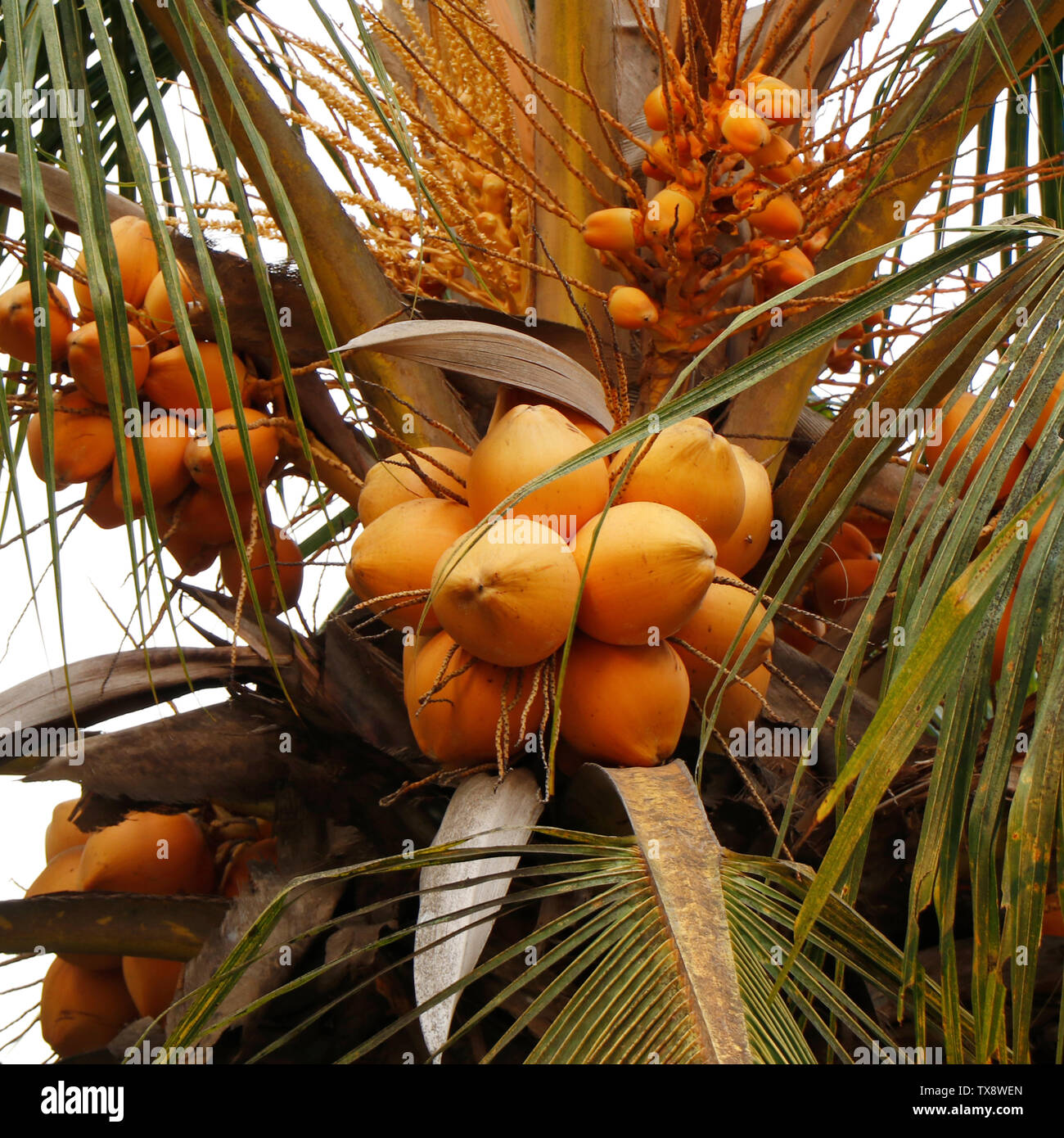 Mazzo di frutta fresca di cocco / cocco albero Kerala India. Acqua di cocco tenero, più nutriente sano bevanda natura Foto Stock