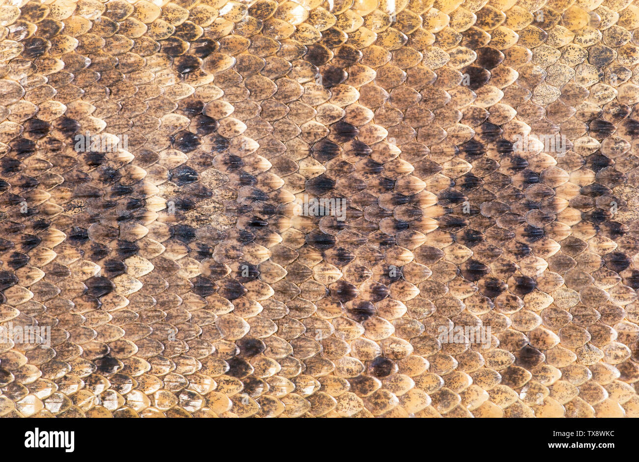 Texas diamondback rattlesnake pelle per rendere il grande sfondo. Foto Stock