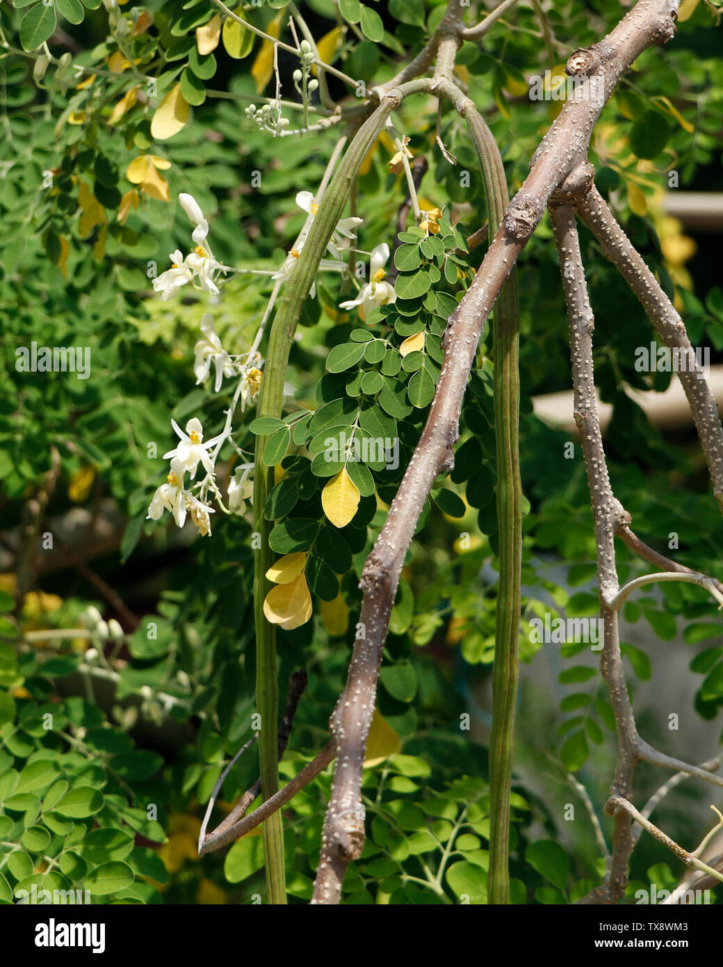 Coscia appeso vegetale nel proprio albero,Moringa Oleifera è il più ampiamente specie coltivate in genere Moringa,nomi comuni includono moringa,d Foto Stock