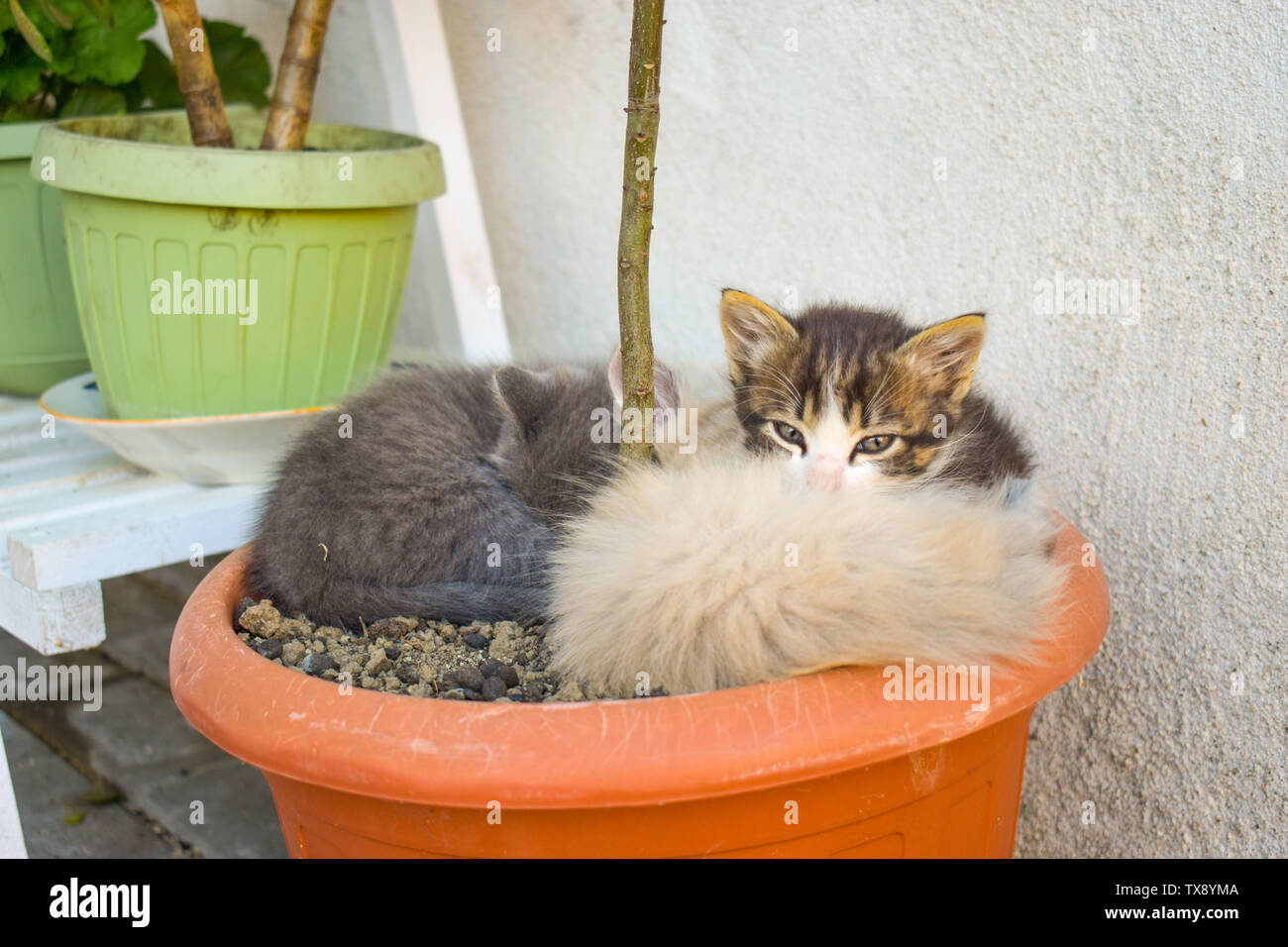 Funny tre fratelli Gattino che dorme nella pianta il vaso per esterno. Foto Stock