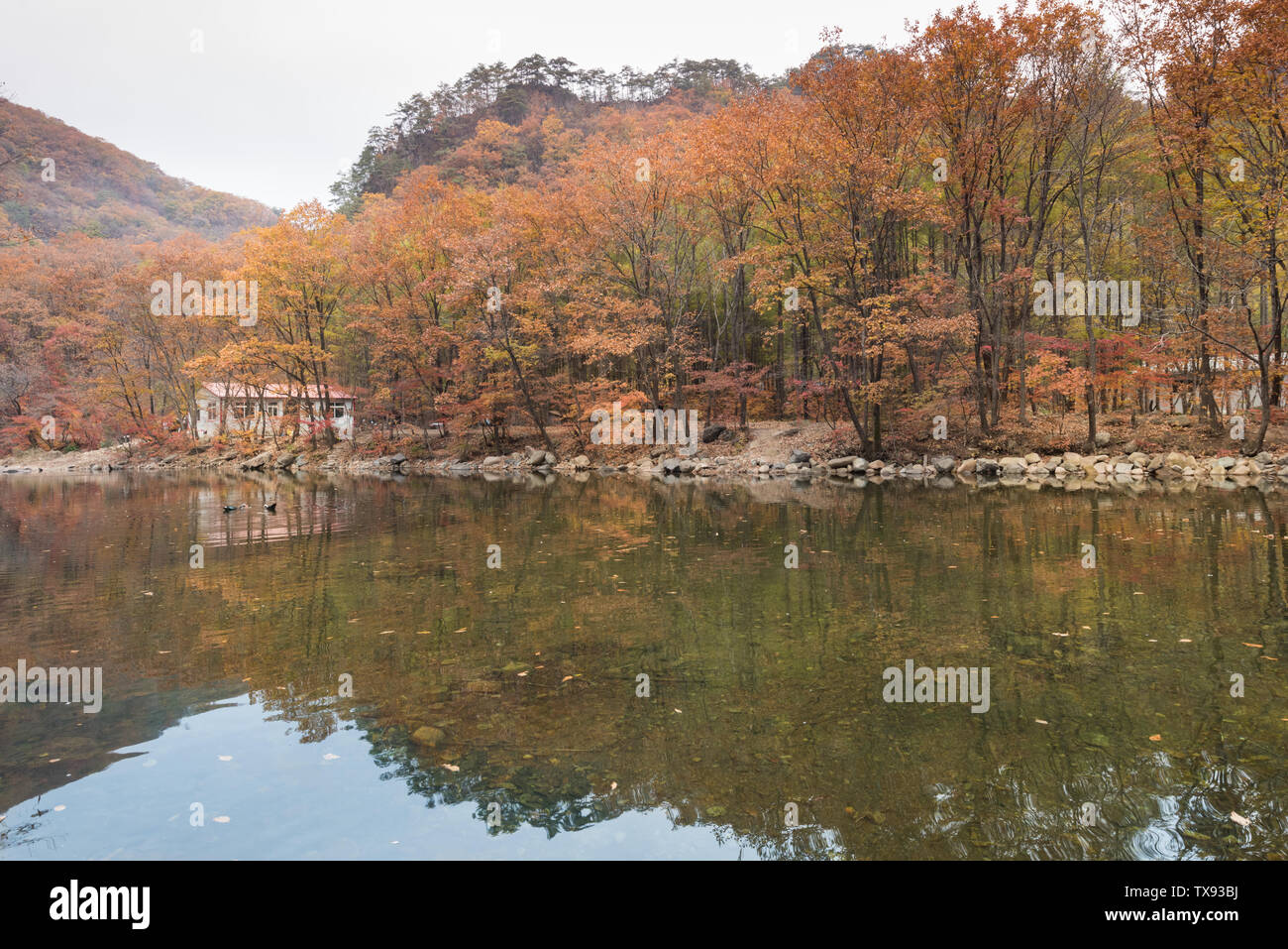 Cina Benxi autunno nuvoloso mondo pond maple forest Foto Stock