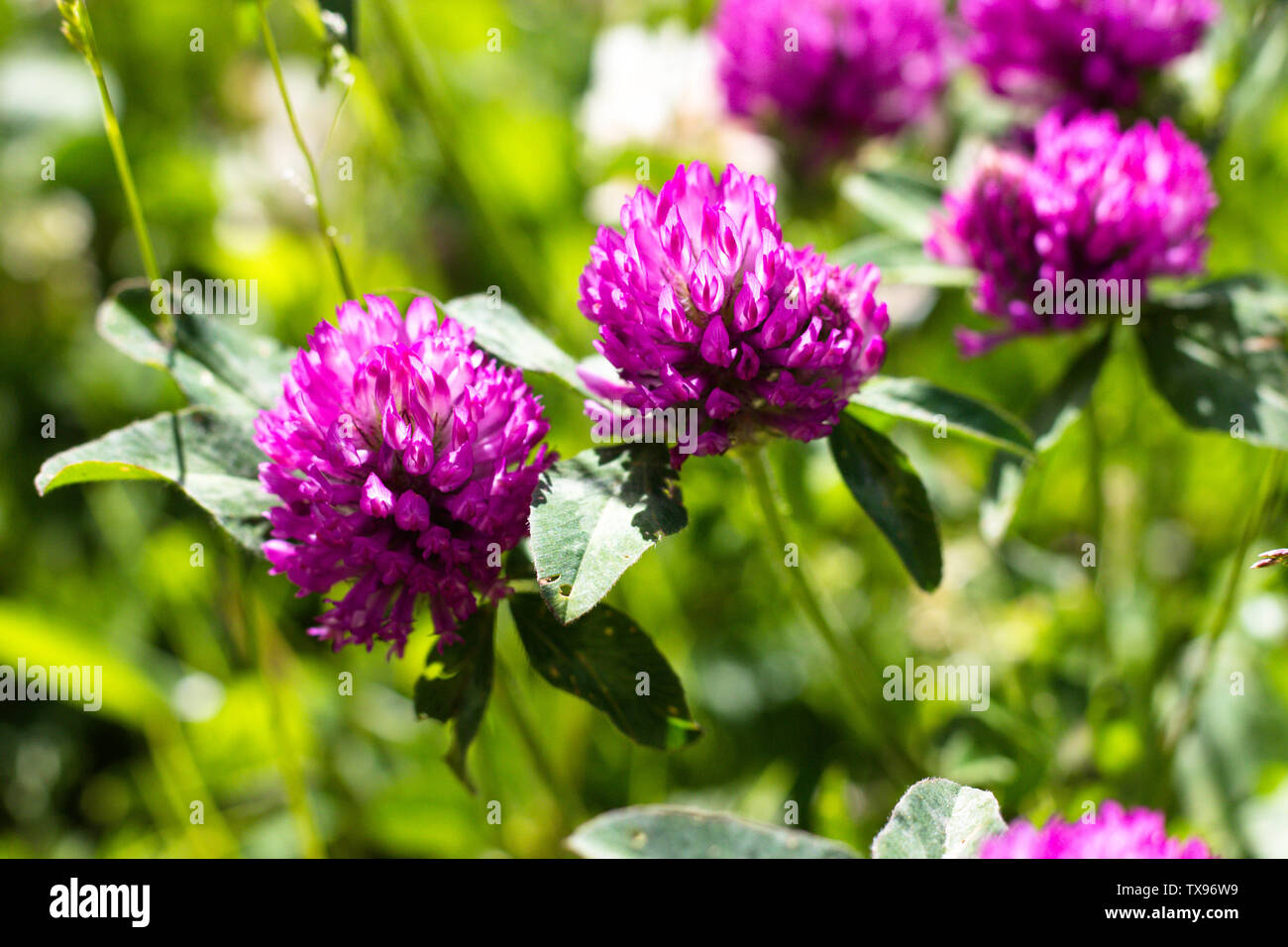 Trifoglio di fioritura viola ombra. Il trifoglio cresce in una radura ed è illuminata da una calda e luminosa sun. Foto Stock