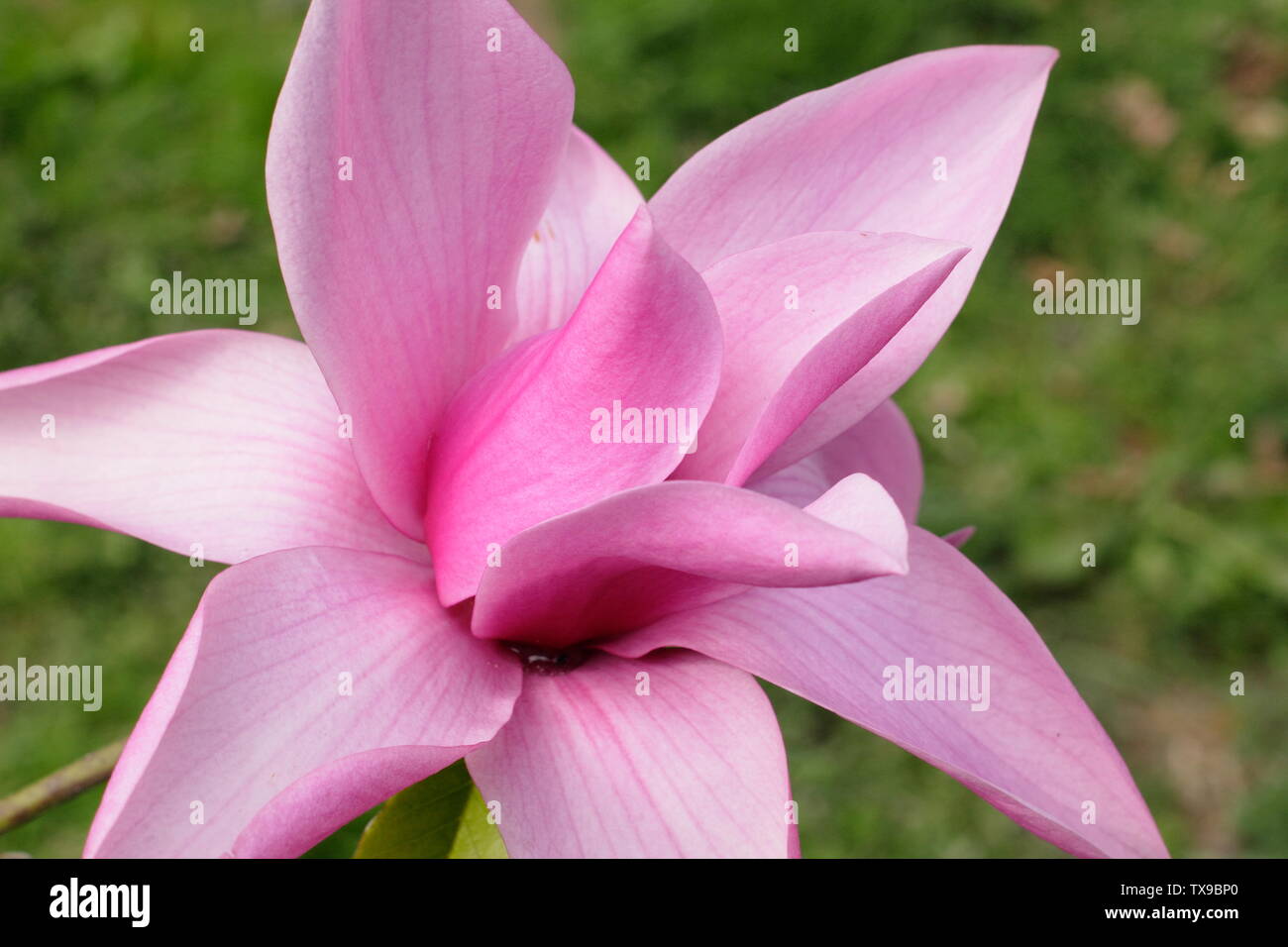 Magnolia 'argaret Helen' fiorisce in aprile Foto Stock