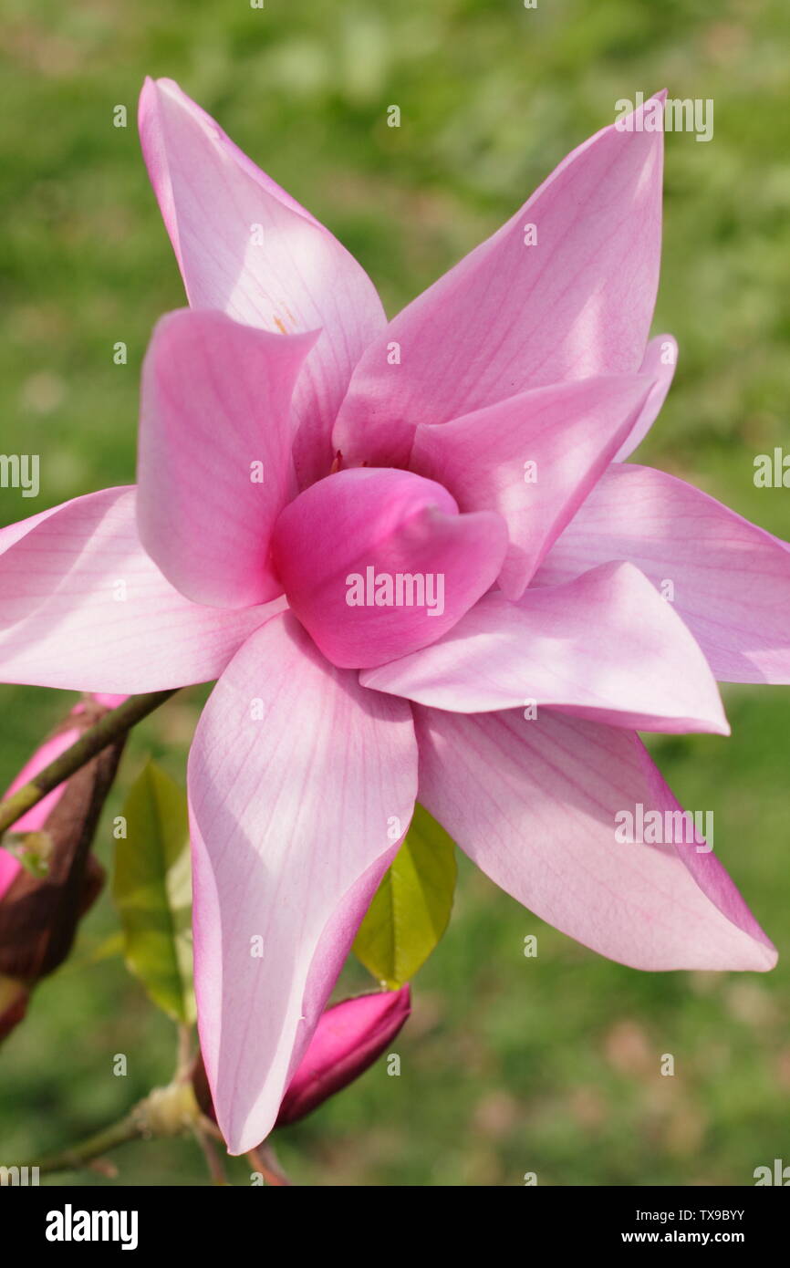 Magnolia 'argaret Helen' fiorisce in aprile Foto Stock