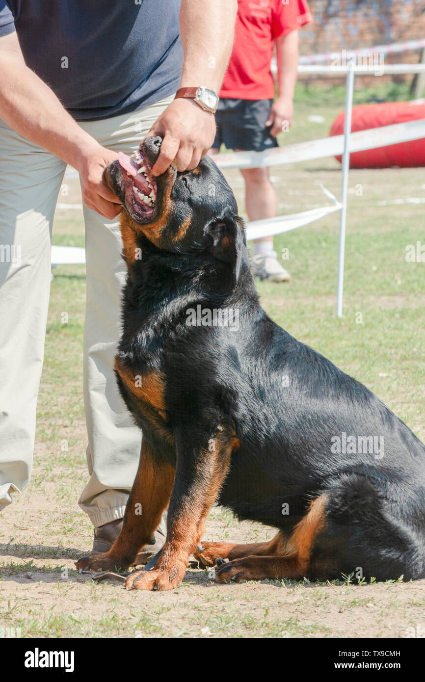 Handler mostra denti cane a dog show Foto Stock