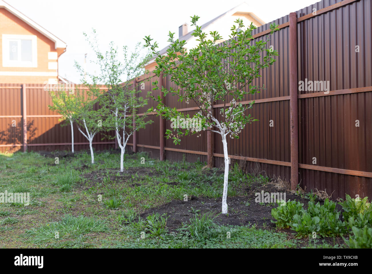 Villaggio, estate e concetto di cantiere - piccolo giardino di alberi. Foto Stock