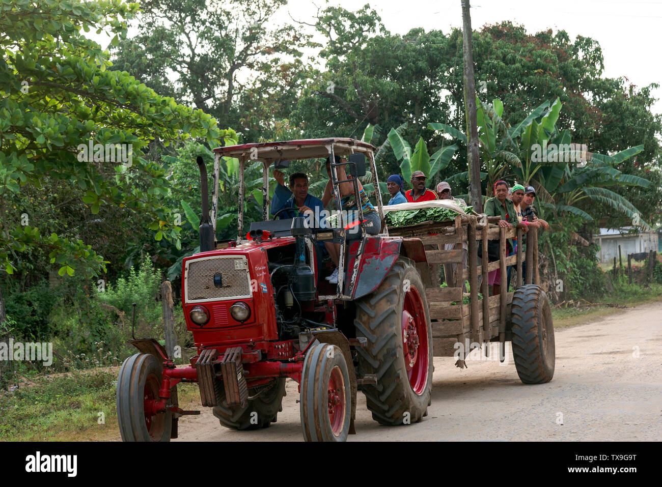 Lavoratori di tabacco trasportati in un rimorchio dopo una giornata di lavoro raccolta di foglie in campi di tabacco San Juan y Martinez,Pinar del Rio provincia,Cuba Foto Stock