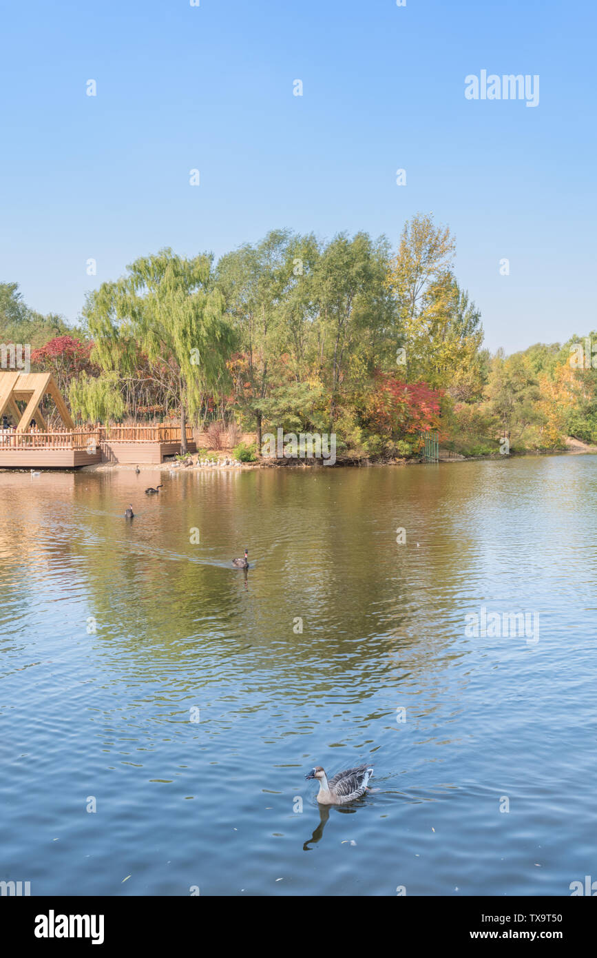 Autunno Swan anatra selvatica in Outdoor stagno Grove nel Parco di Shenyang, Cina Foto Stock