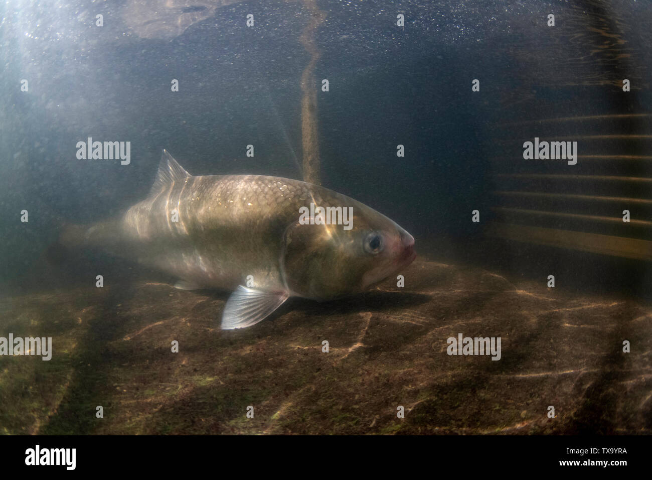 Allis shad, alosa alosa, essendo rilasciato da un tagging, fiume Tamar, Cornwall, può Foto Stock