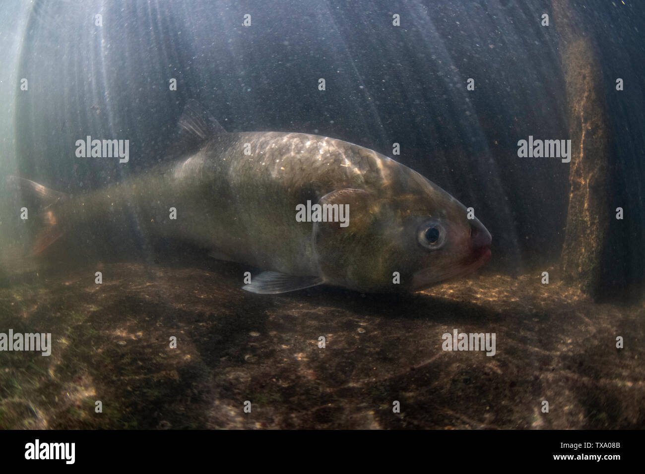 Allis shad, alosa alosa, essendo rilasciato da un tagging, fiume Tamar, Cornwall, può Foto Stock