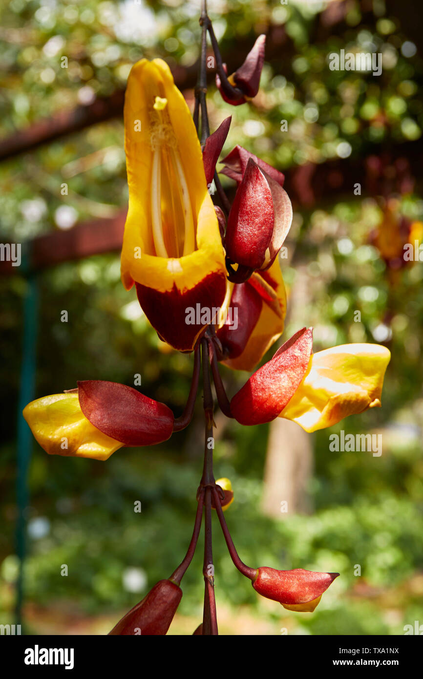 Thunbergia mysorensis, sughero indiano della vigna, in Funchal Botanic Gardens, Madeira, Portogallo, Unione Europea Foto Stock