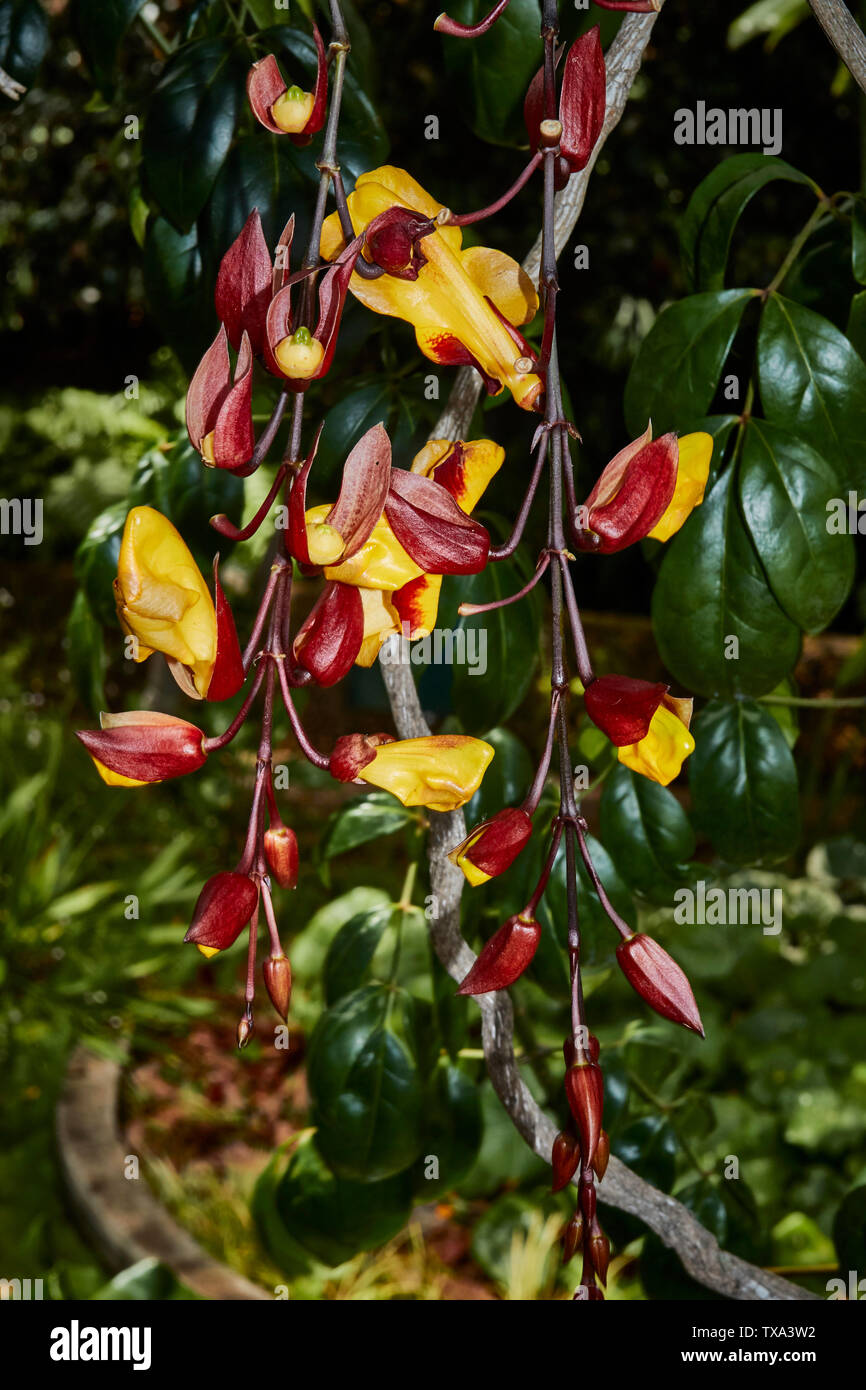 Thunbergia mysorensis, sughero indiano della vigna, in Funchal Botanic Gardens, Madeira, Portogallo, Unione Europea Foto Stock