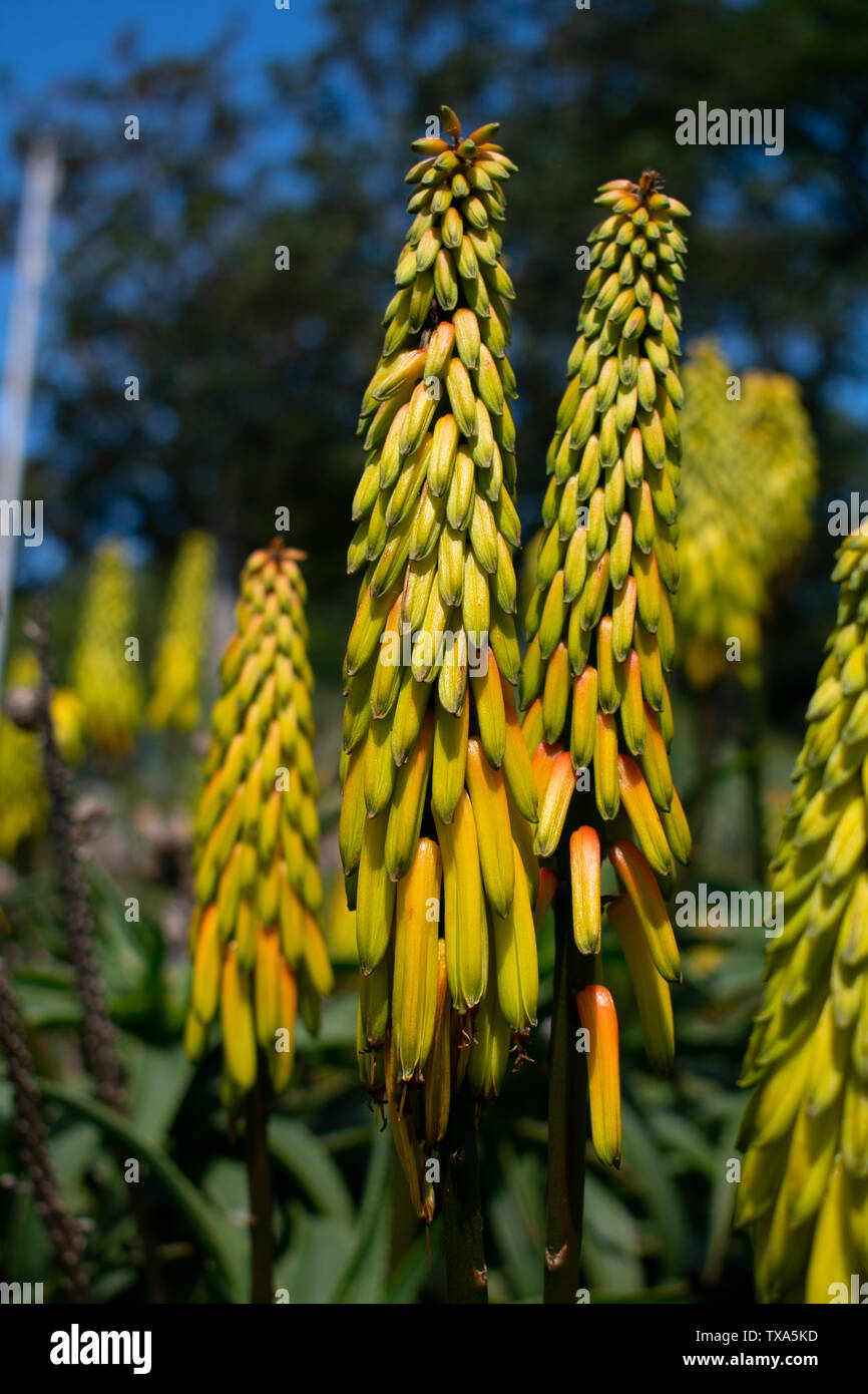 Giovani torcia giallo Lily Foto Stock