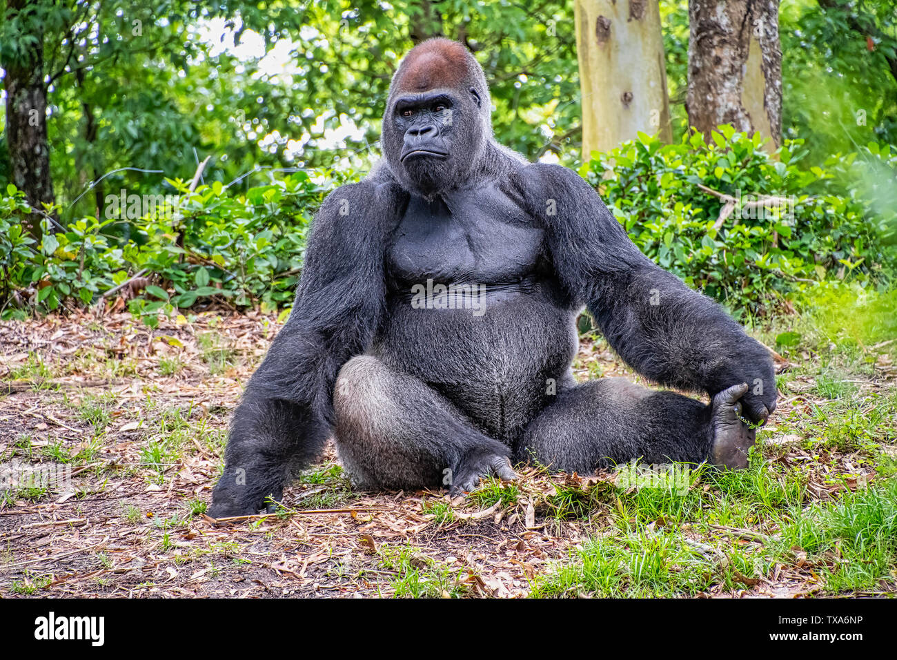 Un gorilla maschio seduto a terra Foto Stock