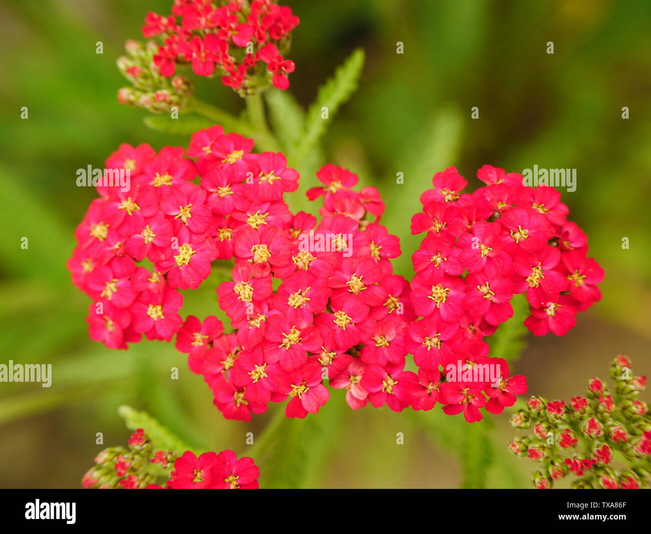 Close up di cluster di colore rosso brillante tiny achillea fiori con centri di colore giallo Foto Stock