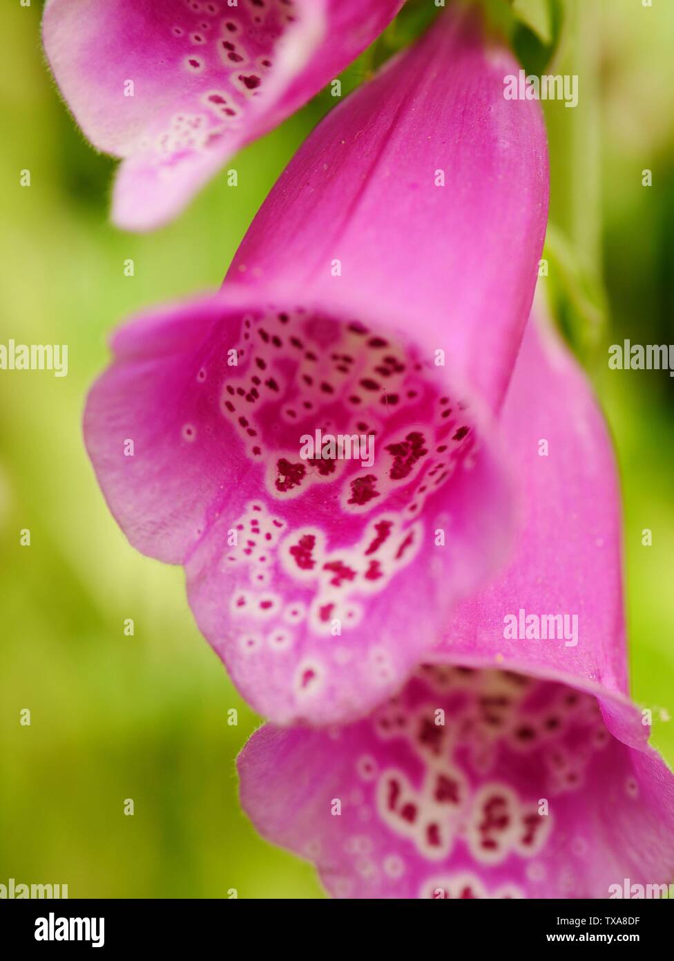 Close up di rosa foxglove (Digitalis purpurea) fiori a inizio estate Foto Stock