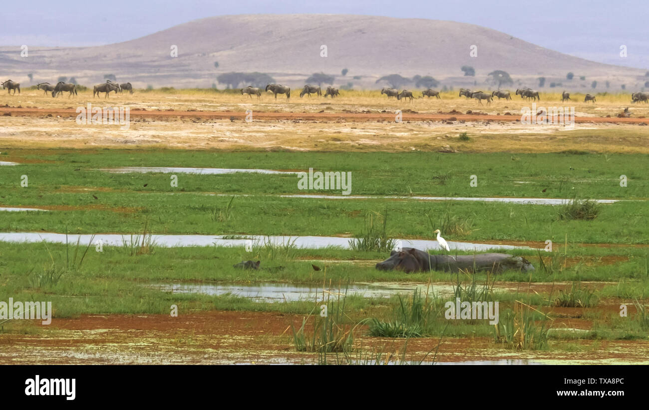 Un bambino e la madre ippopotamo feed in una palude di amboseli Foto Stock