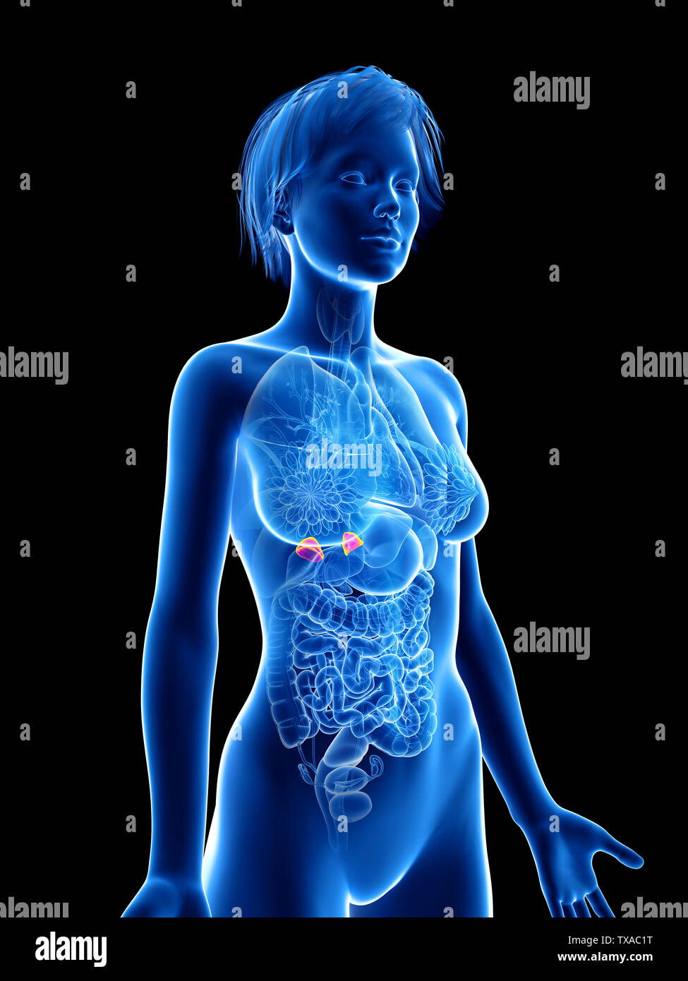 3D Rendering accurato dal punto di vista medico illustrazione di un womans Foto Stock