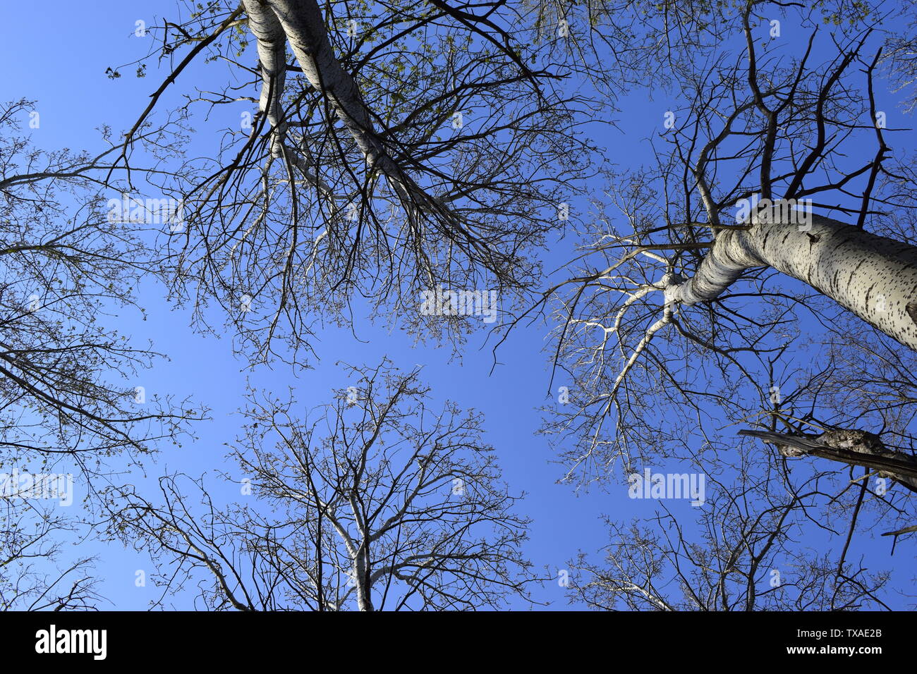Immagine di alberi senza foglie con cristallo azzurro del cielo senza nuvole. Foto di alberi senza foglie dal fondo (giù) Foto Stock