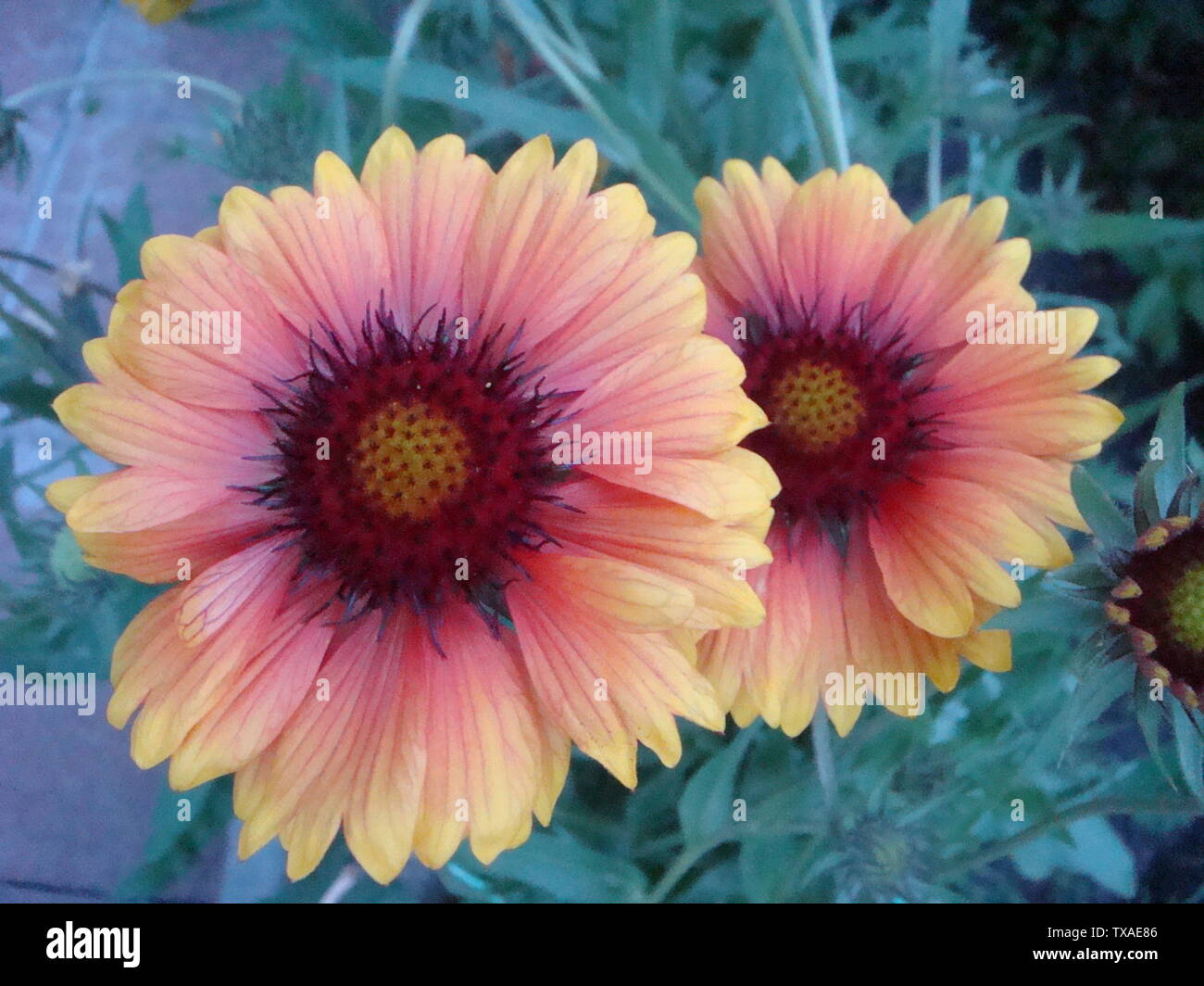 Un colorato arancione e rosso Rudbeckia fiori nel giardino estivo Foto Stock