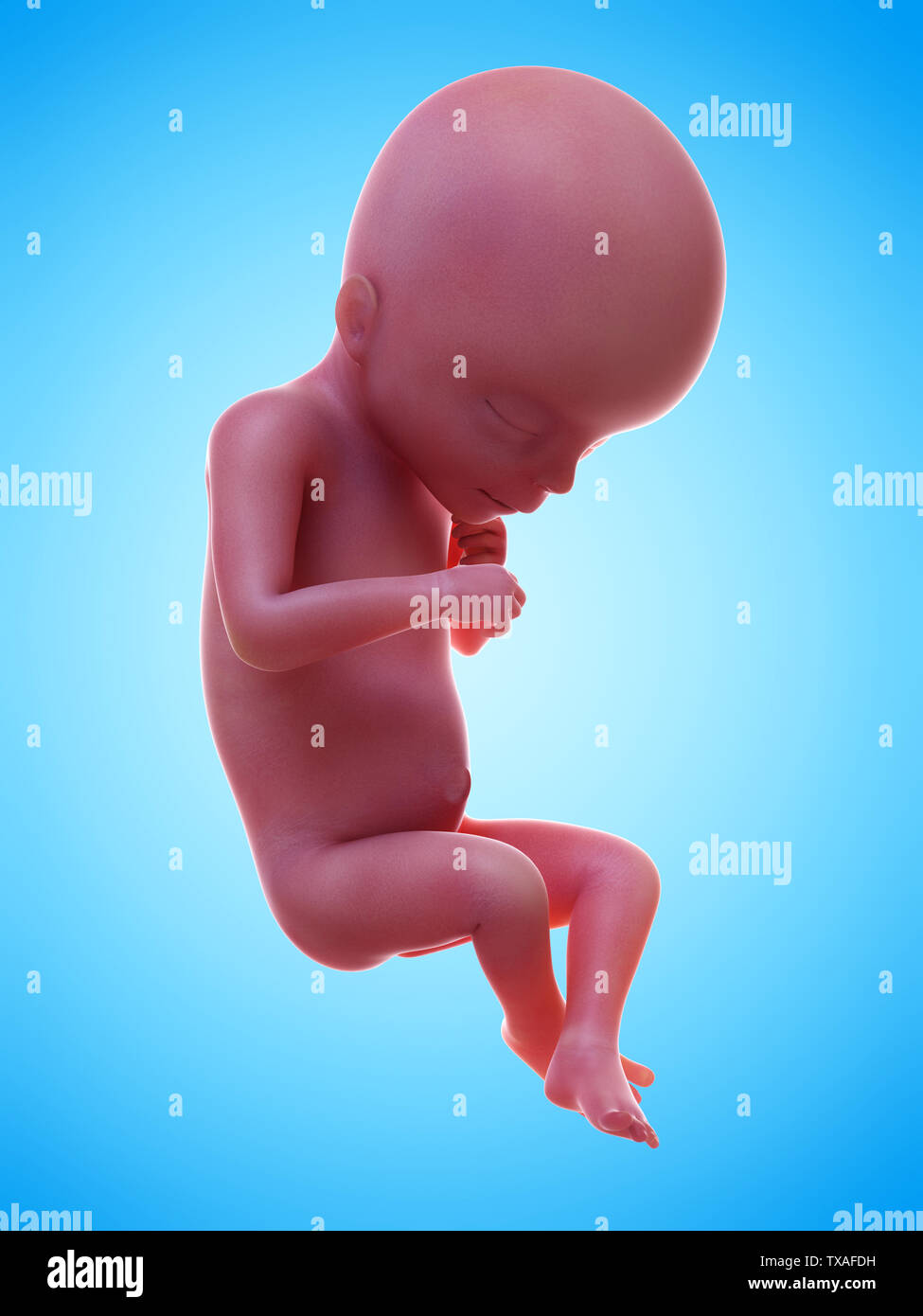3D Rendering accurato dal punto di vista medico illustrazione di un feto umano settimana 18 Foto Stock