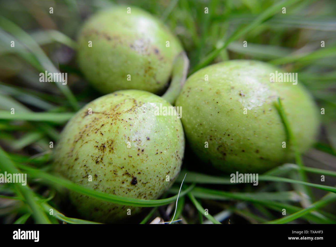 Caduto acerbe noci Foto Stock