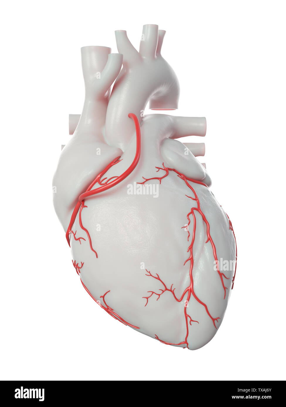 3D Rendering accurato dal punto di vista medico illustrazione di un bypass Foto Stock