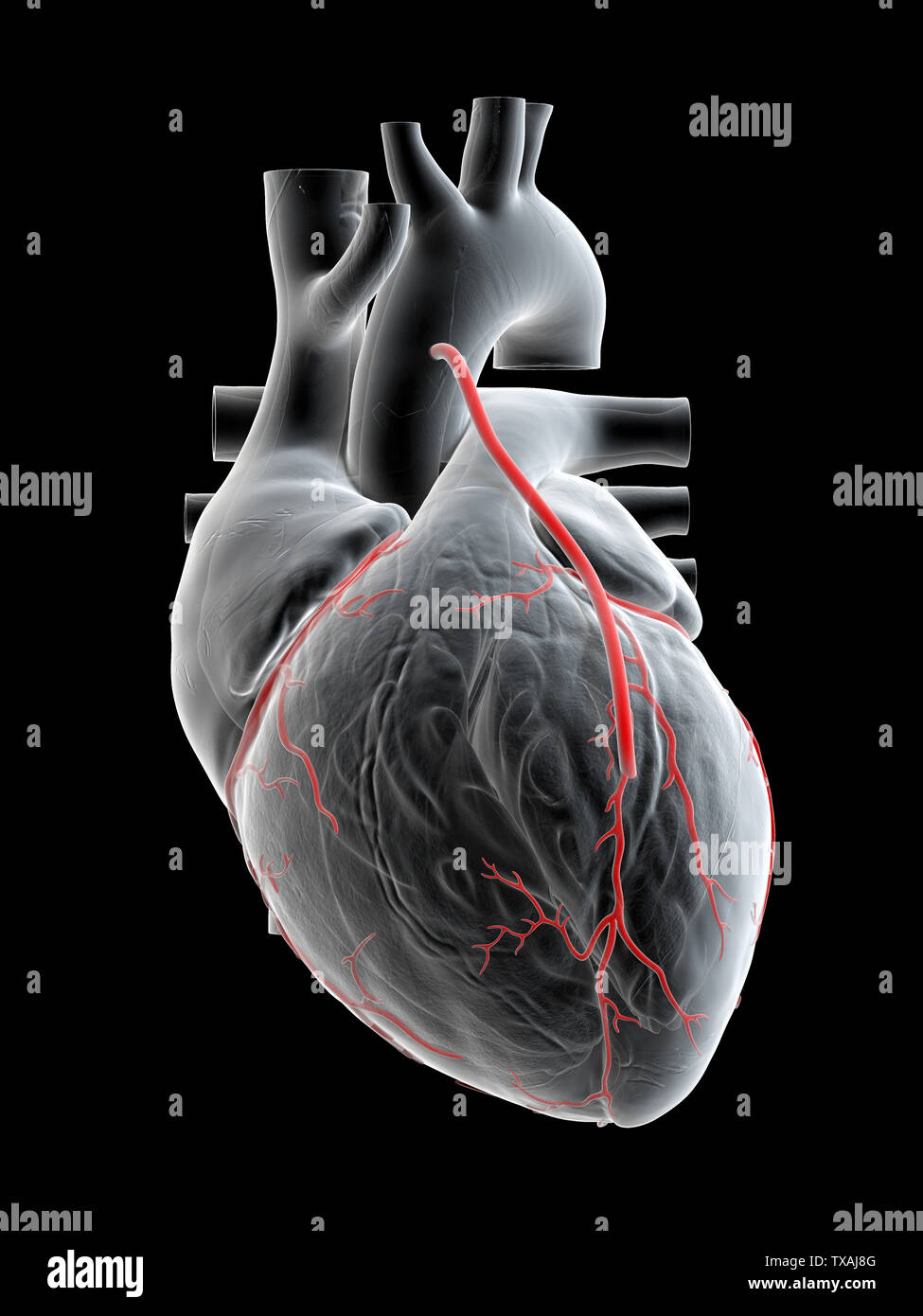 3D Rendering accurato dal punto di vista medico illustrazione di un bypass Foto Stock