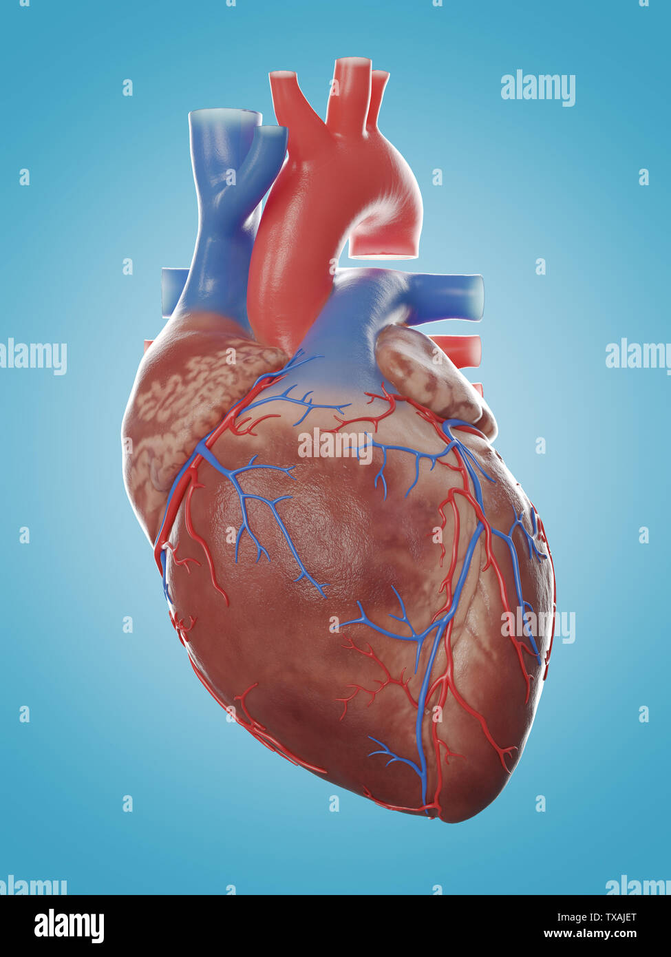 Cuore umano. Immagine realistica isolata, cuore anatomico corretto con  sistema venoso, rendering 3d Foto stock - Alamy