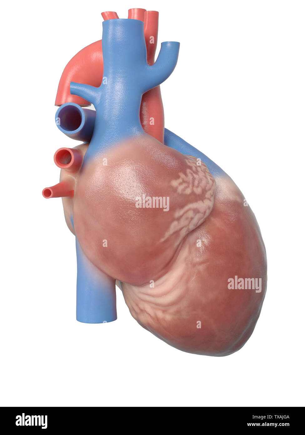 3D Rendering accurato dal punto di vista medico illustrazione del cuore umano anatomia Foto Stock