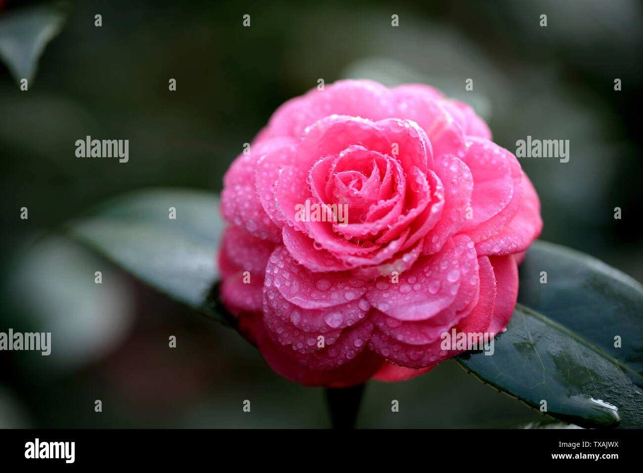 Camelia Foto Stock