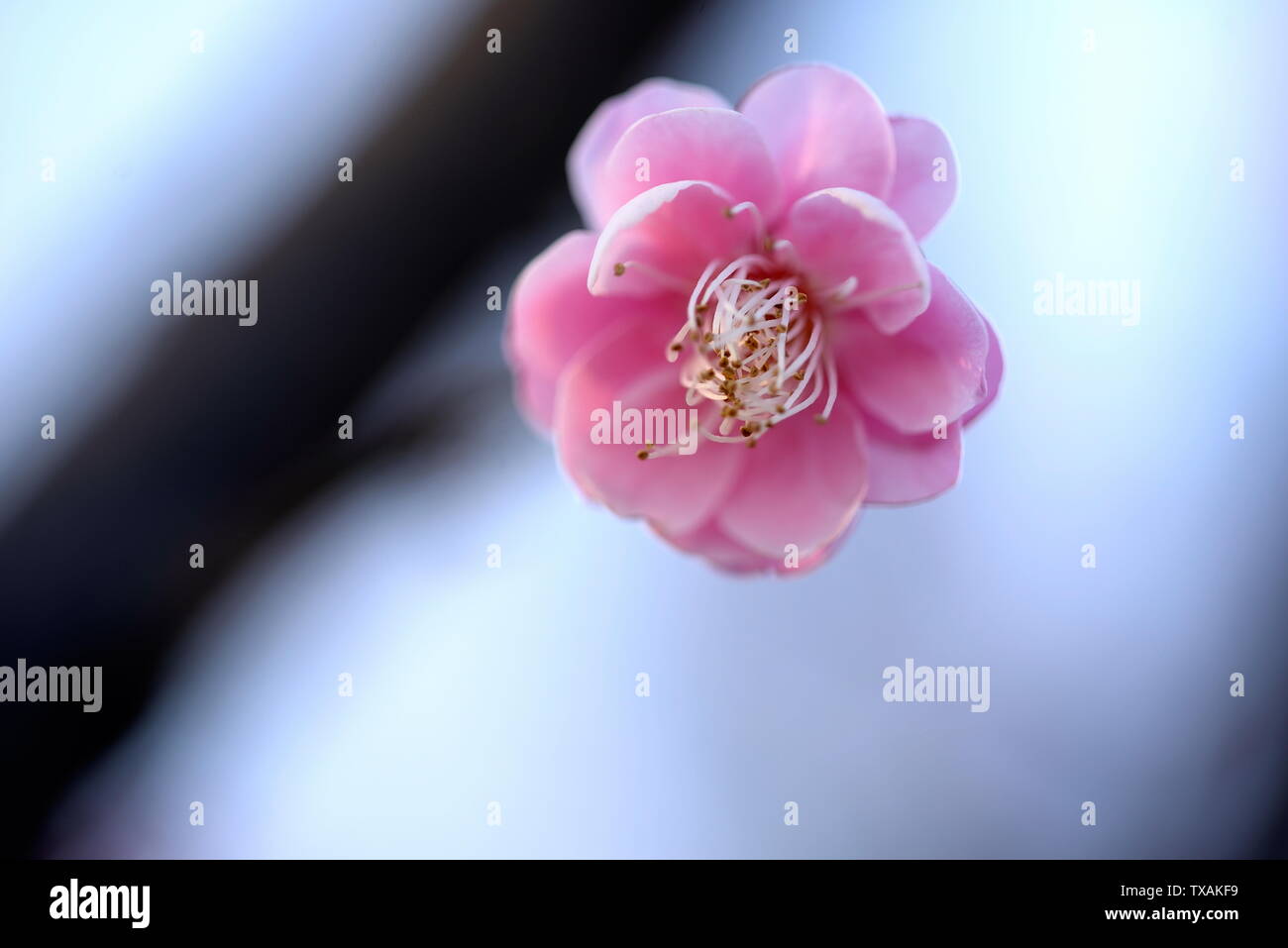 Molla di rosa prugna Fiore Foto Stock