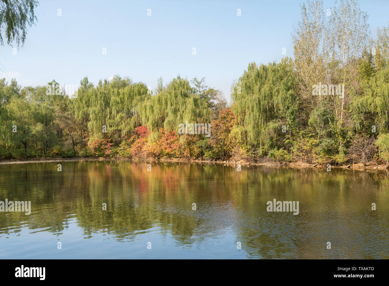 Autunno Swan anatra selvatica in Outdoor stagno Grove nel Parco di Shenyang, Cina Foto Stock