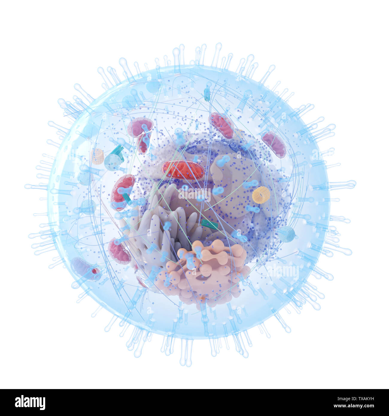 3D Rendering accurato dal punto di vista medico illustrazione di una cellula umana Foto Stock