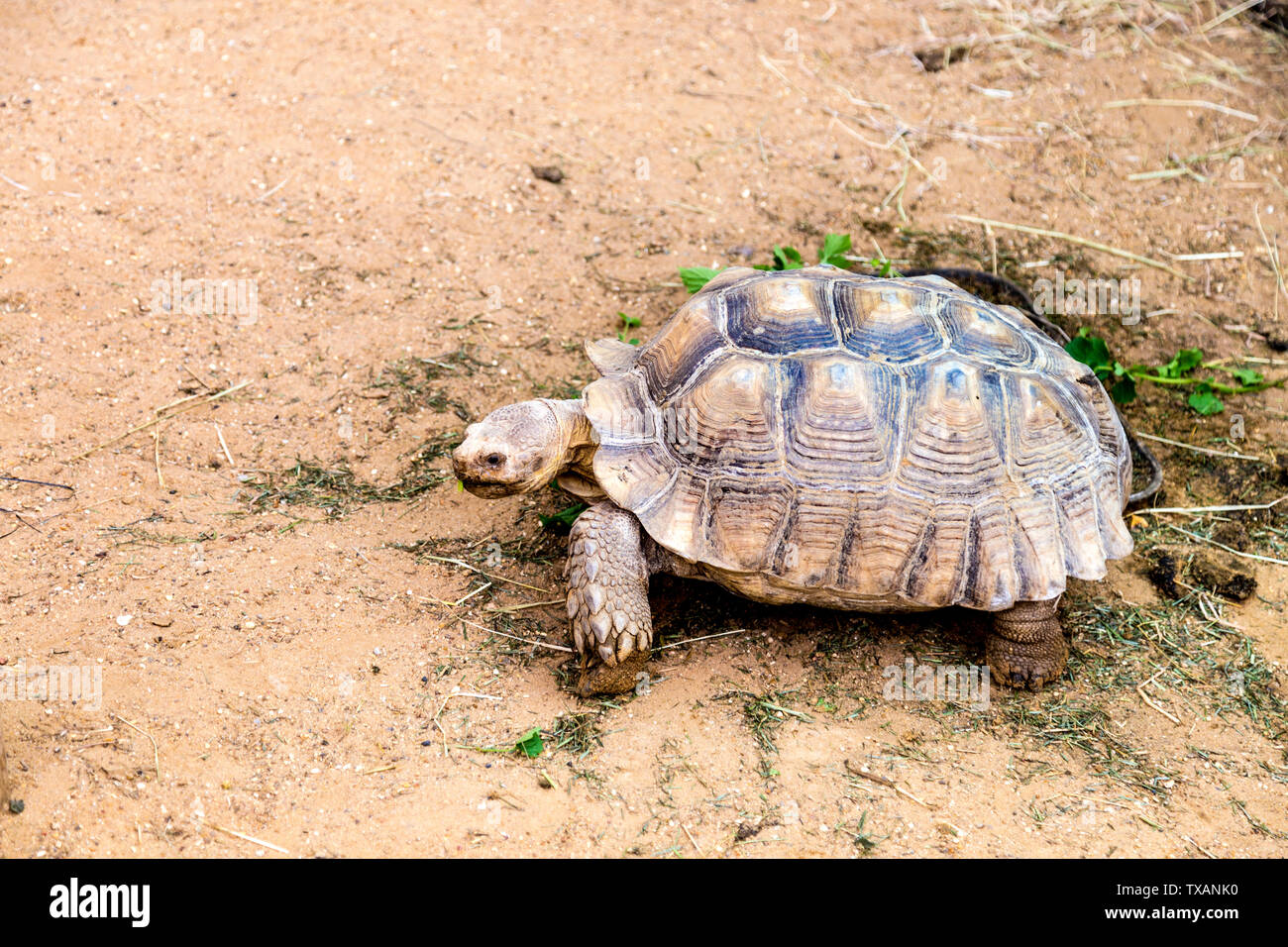 Tartaruga Sulcata nella casa dei rettili a Jimmy's Farm, Suffolk, Regno Unito Foto Stock