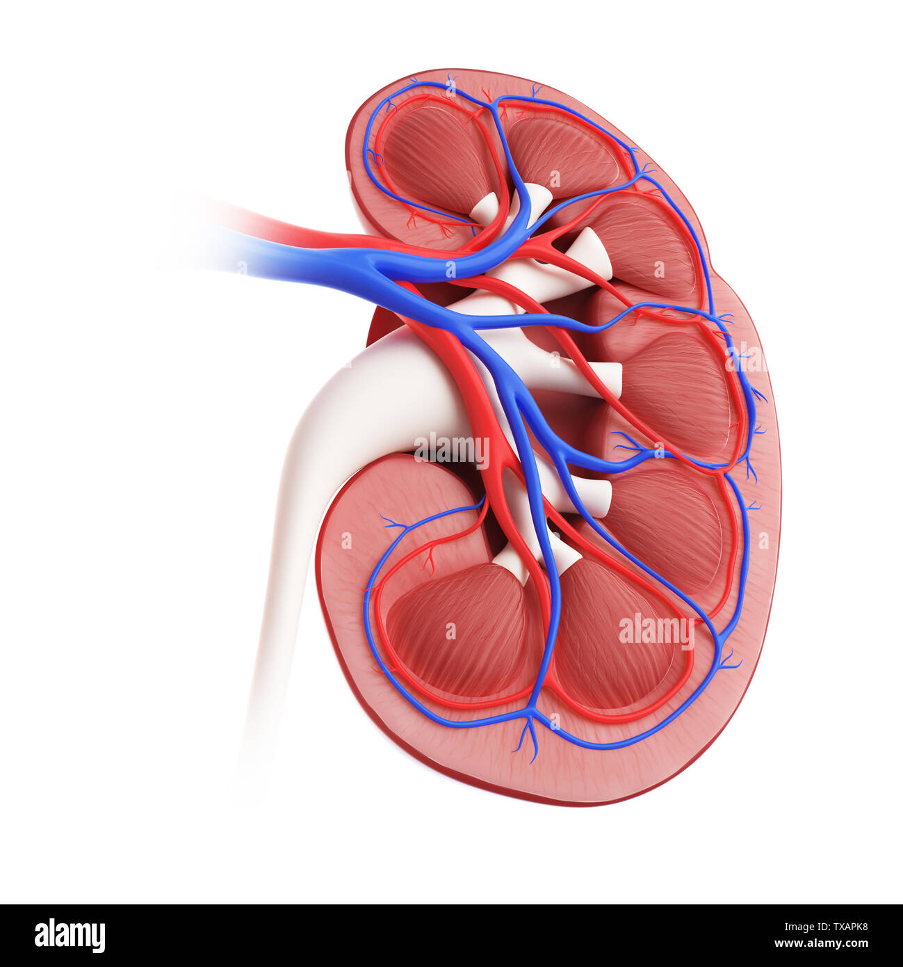 3D Rendering accurato dal punto di vista medico illustrazione di un rene sezione trasversale Foto Stock