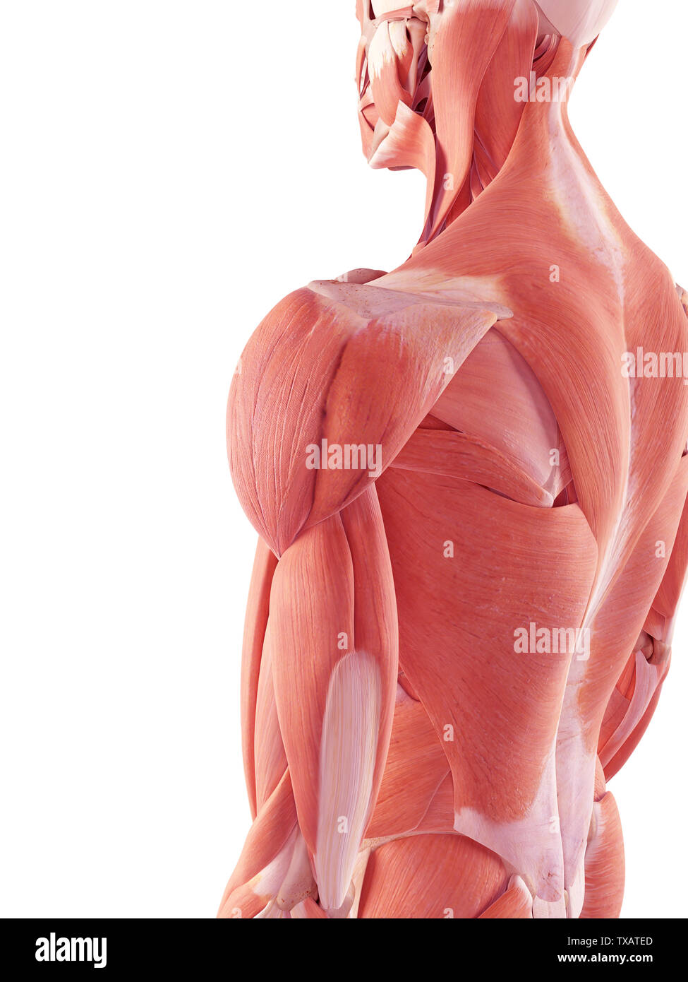 3D Rendering accurato dal punto di vista medico illustrazione dei muscoli umani Foto Stock