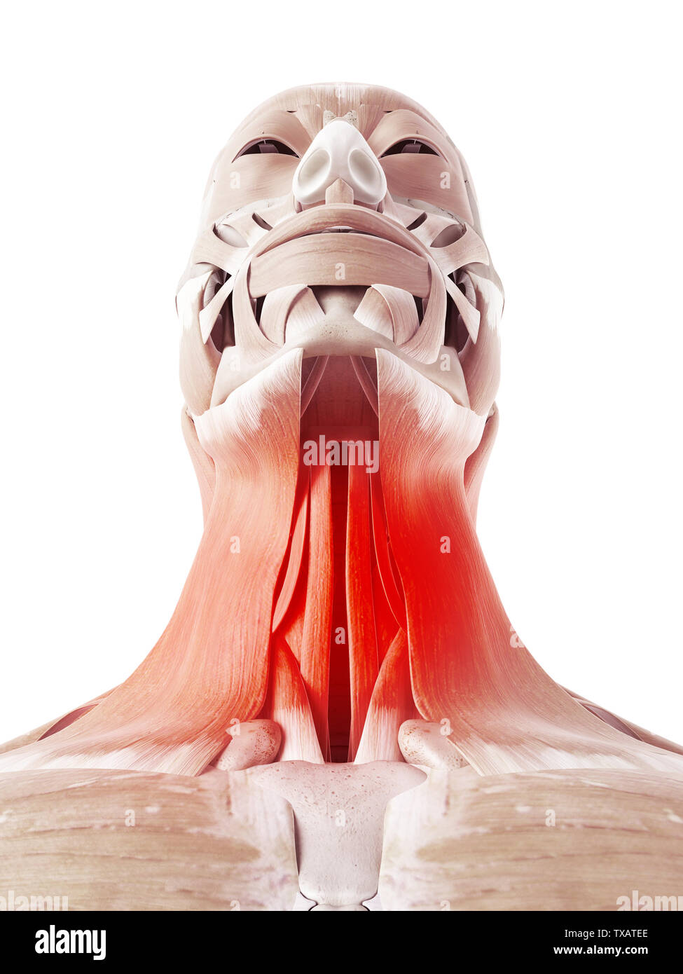 3D Rendering accurato dal punto di vista medico illustrazione della dolorosa dei muscoli del collo Foto Stock