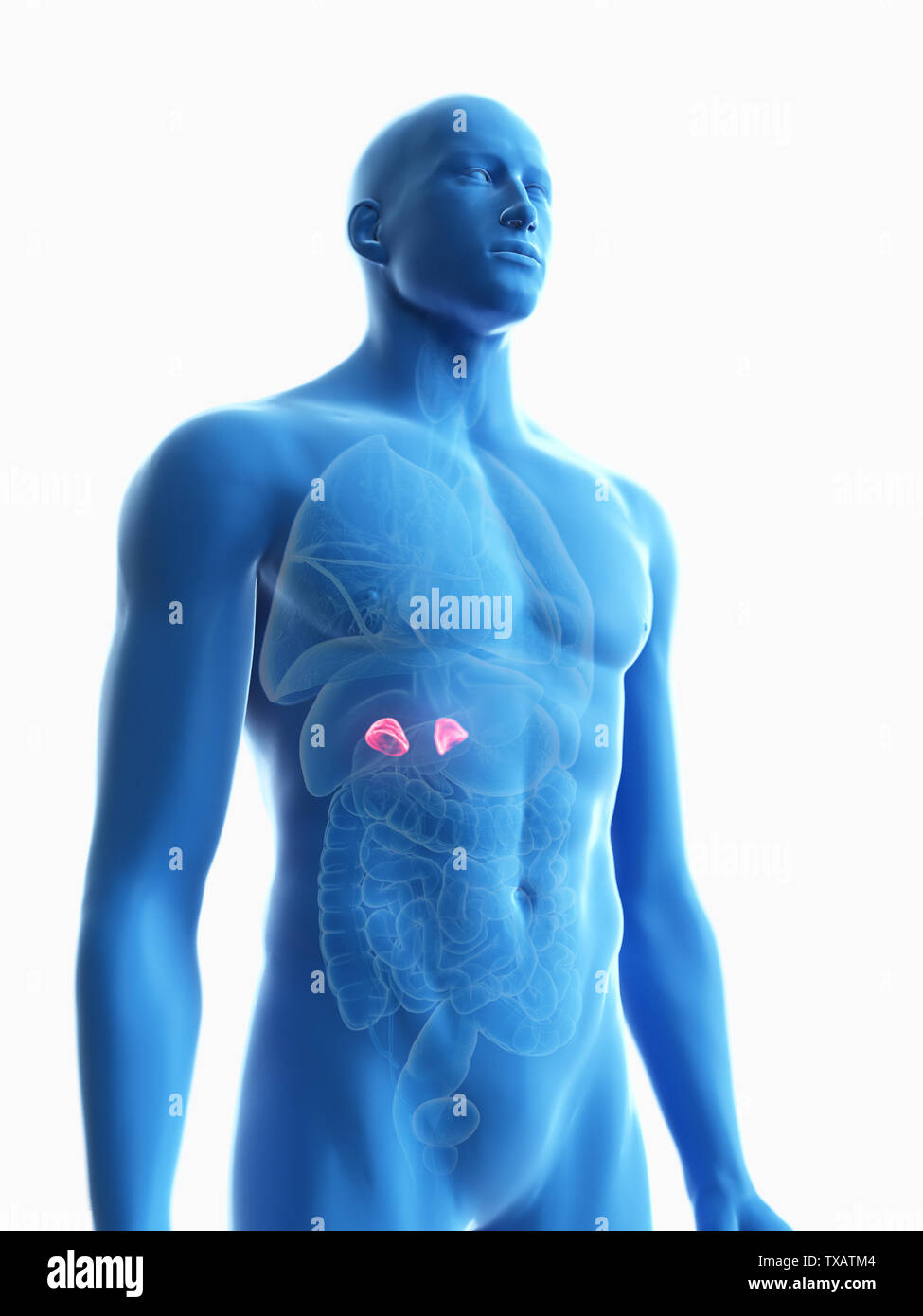 3D Rendering accurato dal punto di vista medico illustrazione di un mans ghiandole surrenali Foto Stock