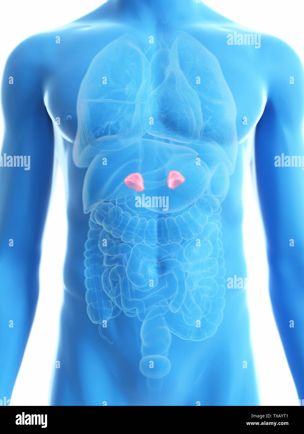 3D Rendering accurato dal punto di vista medico illustrazione di un mans ghiandole surrenali Foto Stock