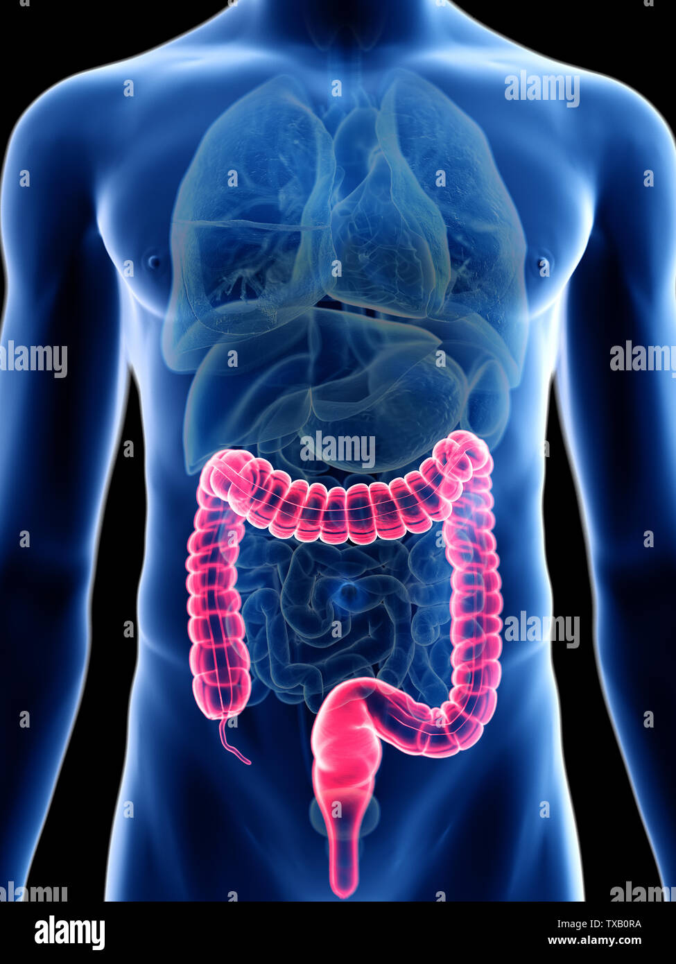 3D Rendering accurato dal punto di vista medico illustrazione di un mans colon Foto Stock